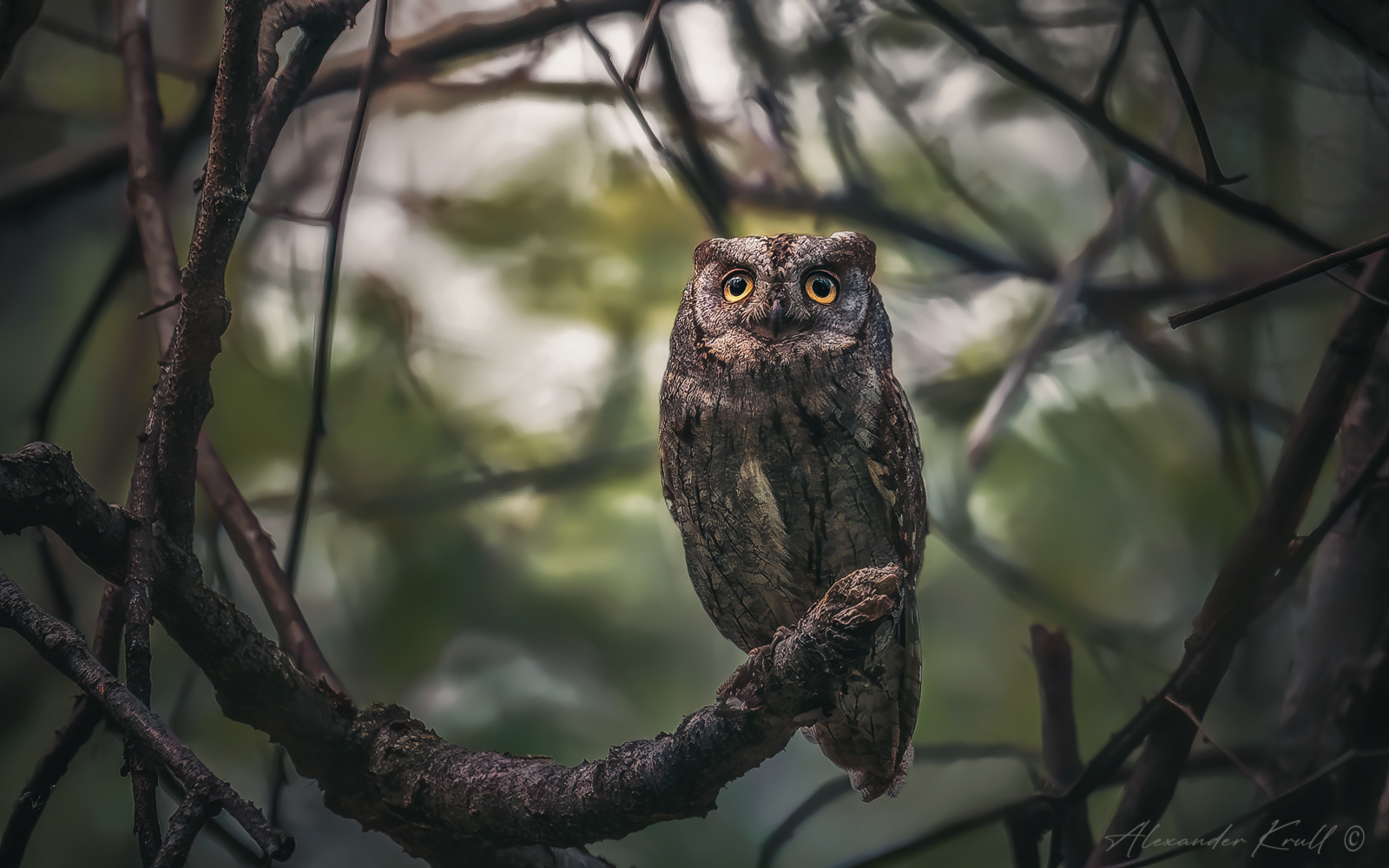 В сумраке леса