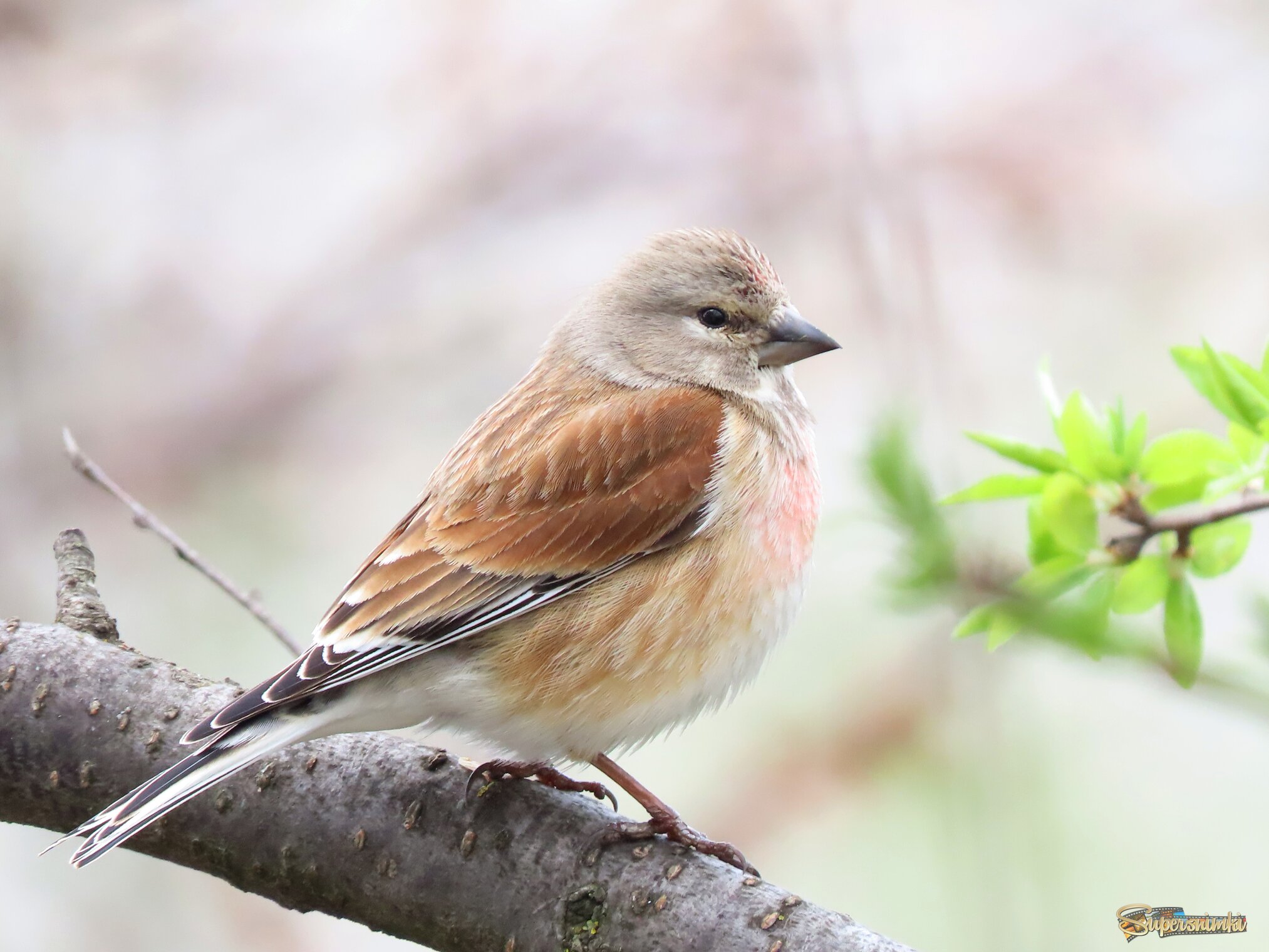 Коноплянка  (лат. Linaria cannabina)