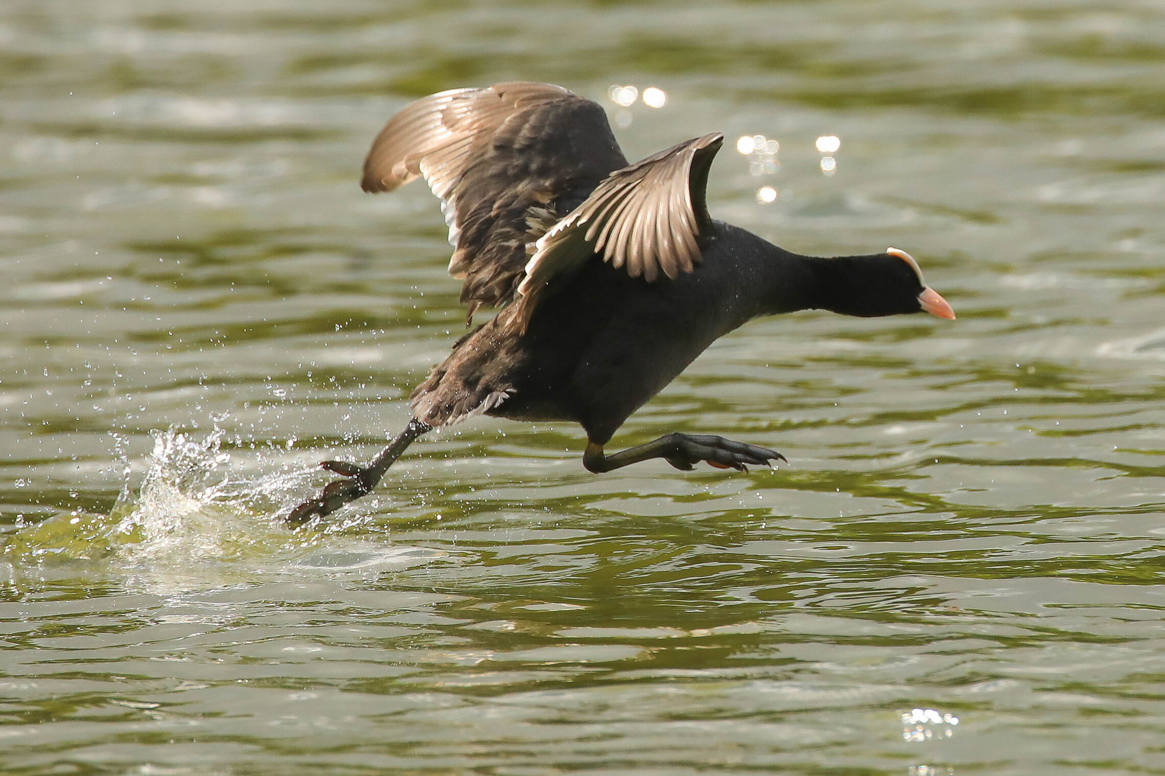 Беги лыска, беги !!!