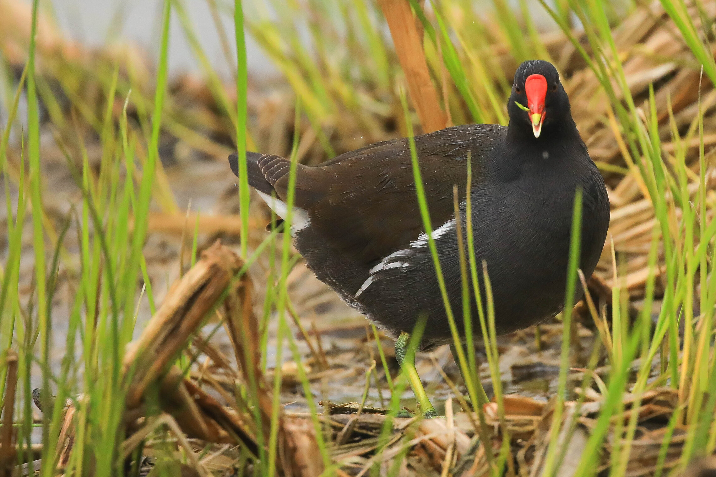Вегетарианский ужин под дождем