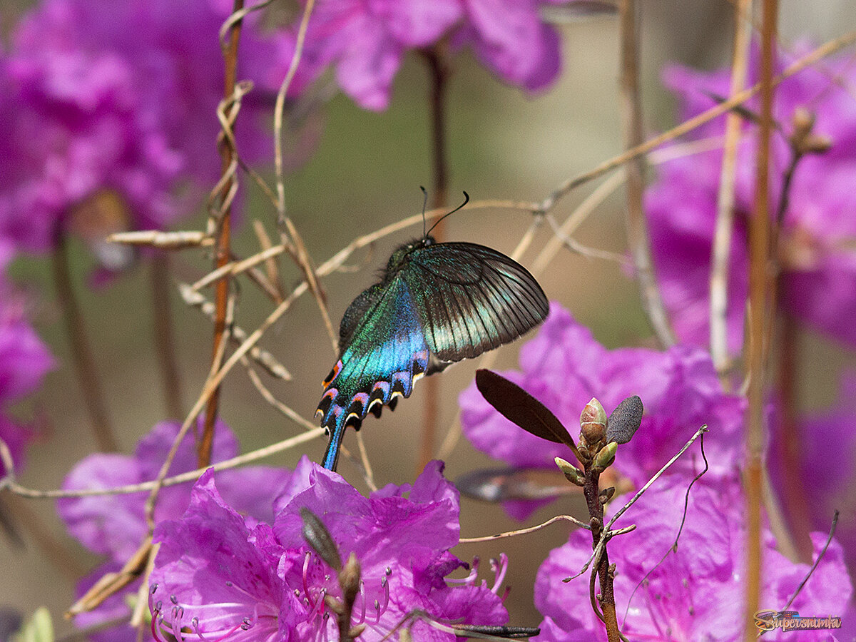 Первый парусник Маака в этом году.