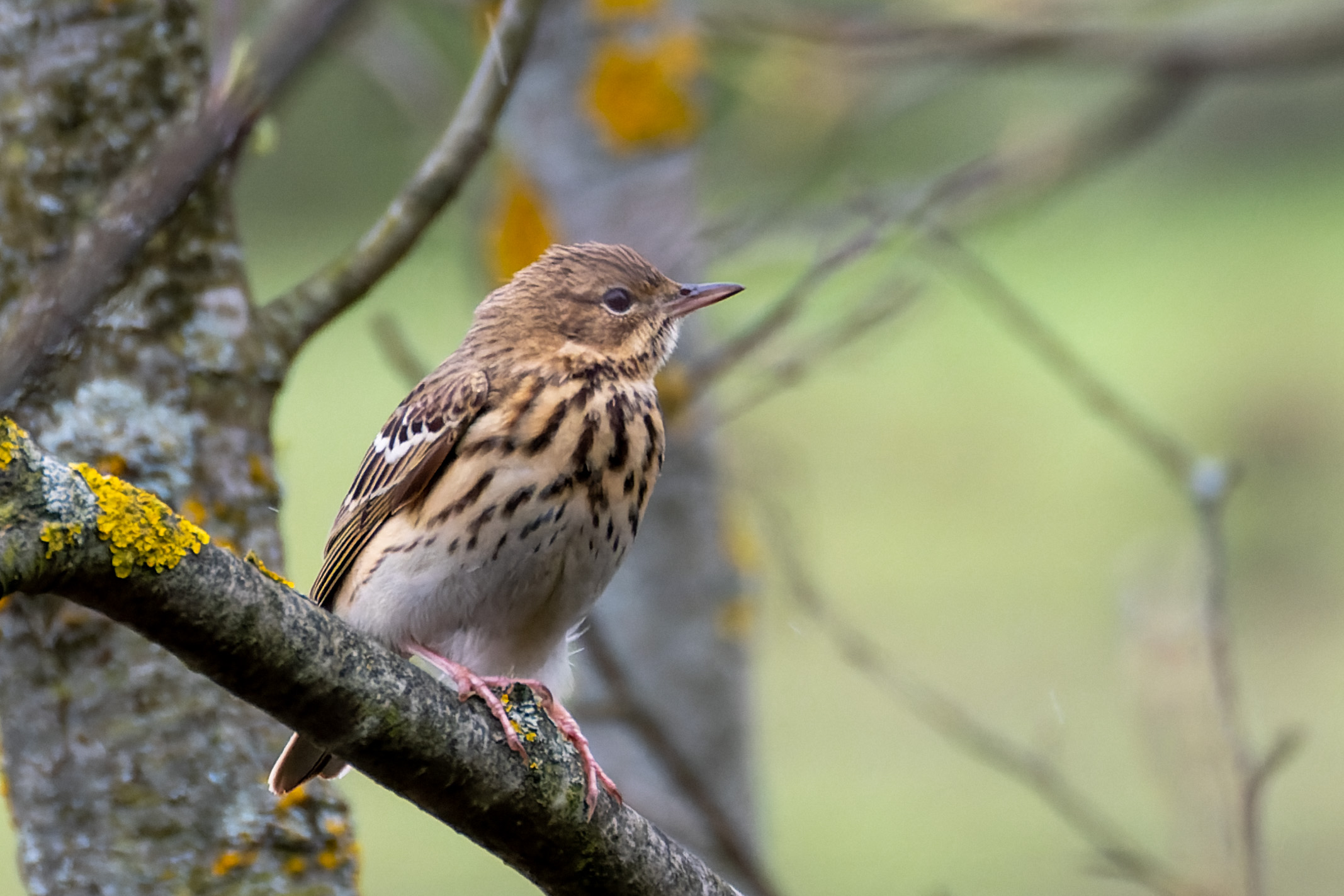 Портфолио лесного конька 