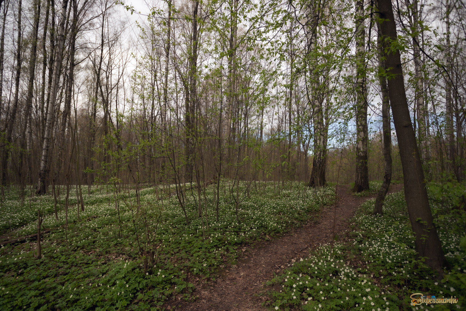 Белым ковром