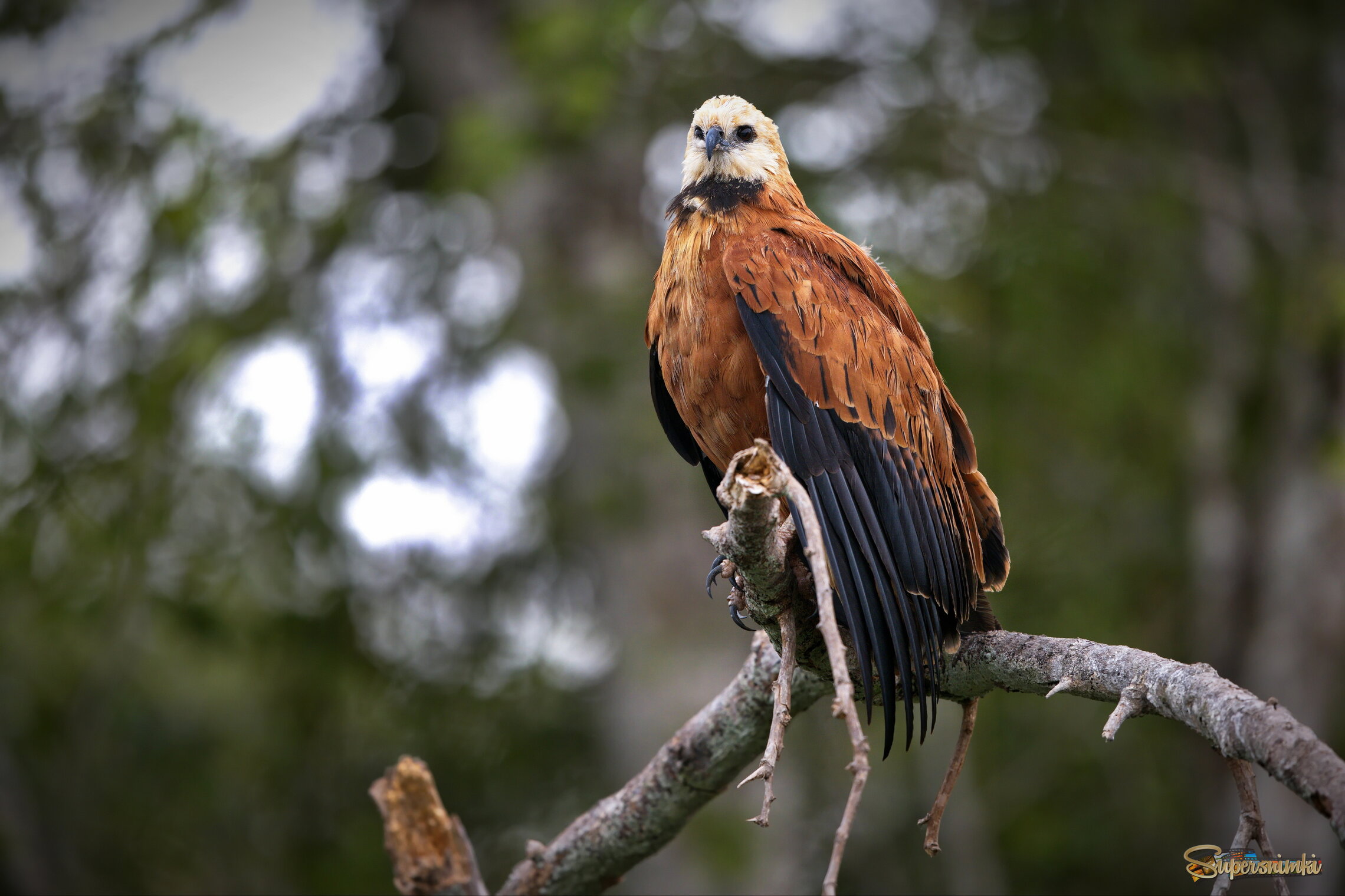 Наблюдая за рекой