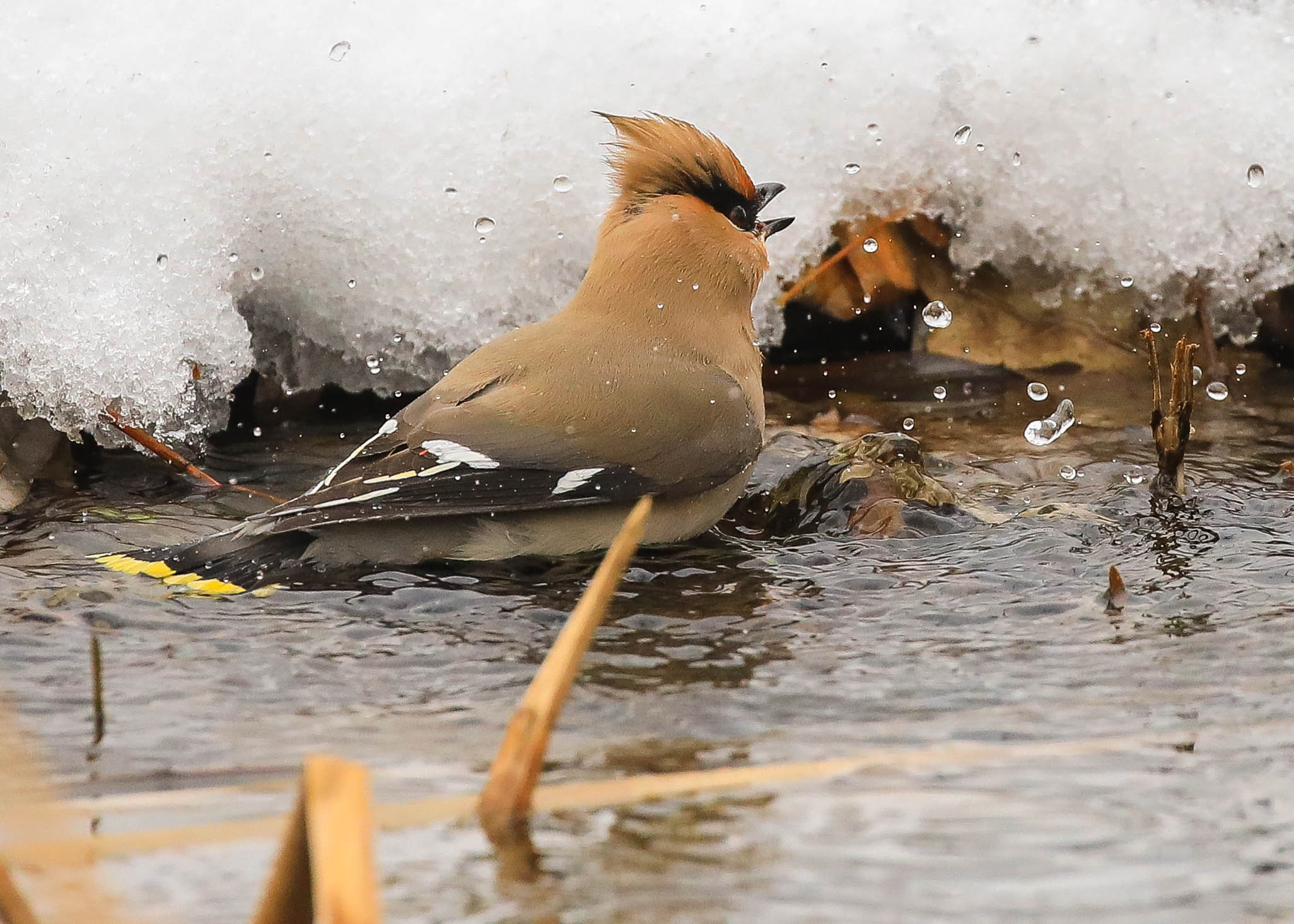 Свиристели купаются (отголоски зимы)