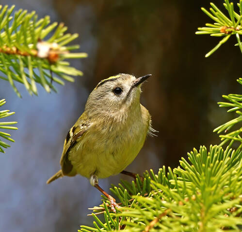 Королёк жёлтоголовый (Regulus regulus)