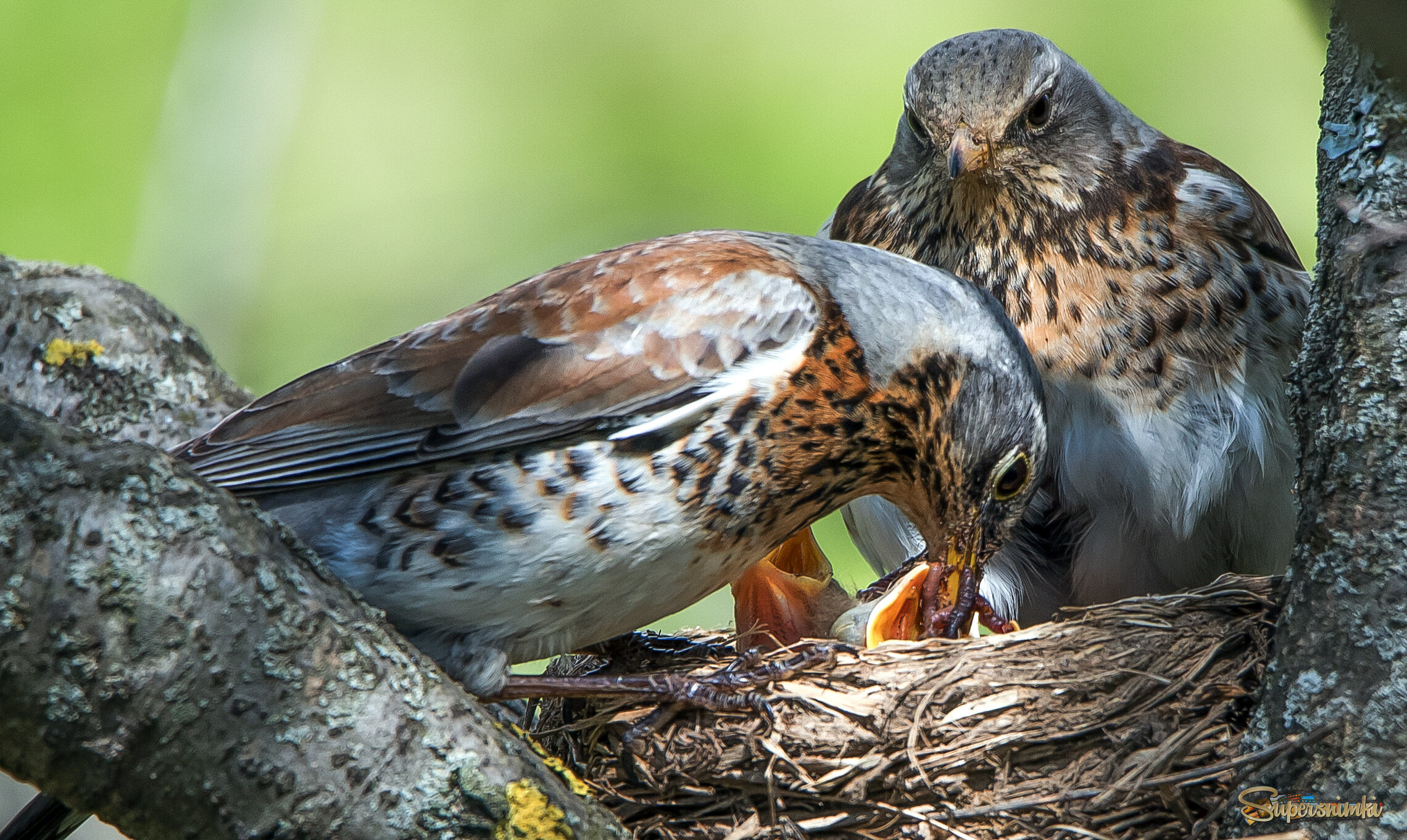 Семья дроздов.