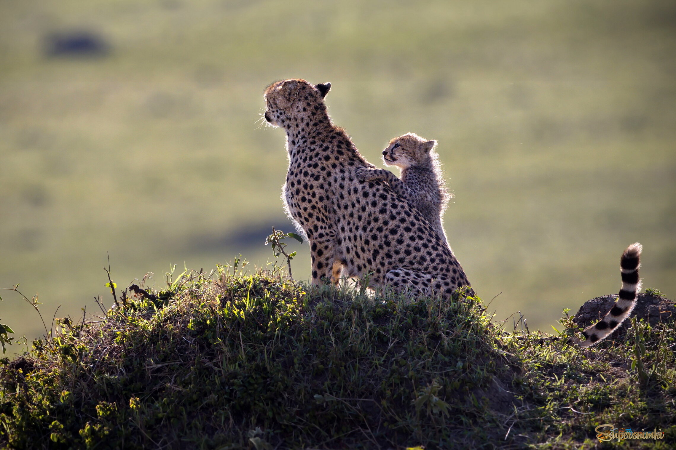 Мама, пойдем кого-нибудь поймаем!