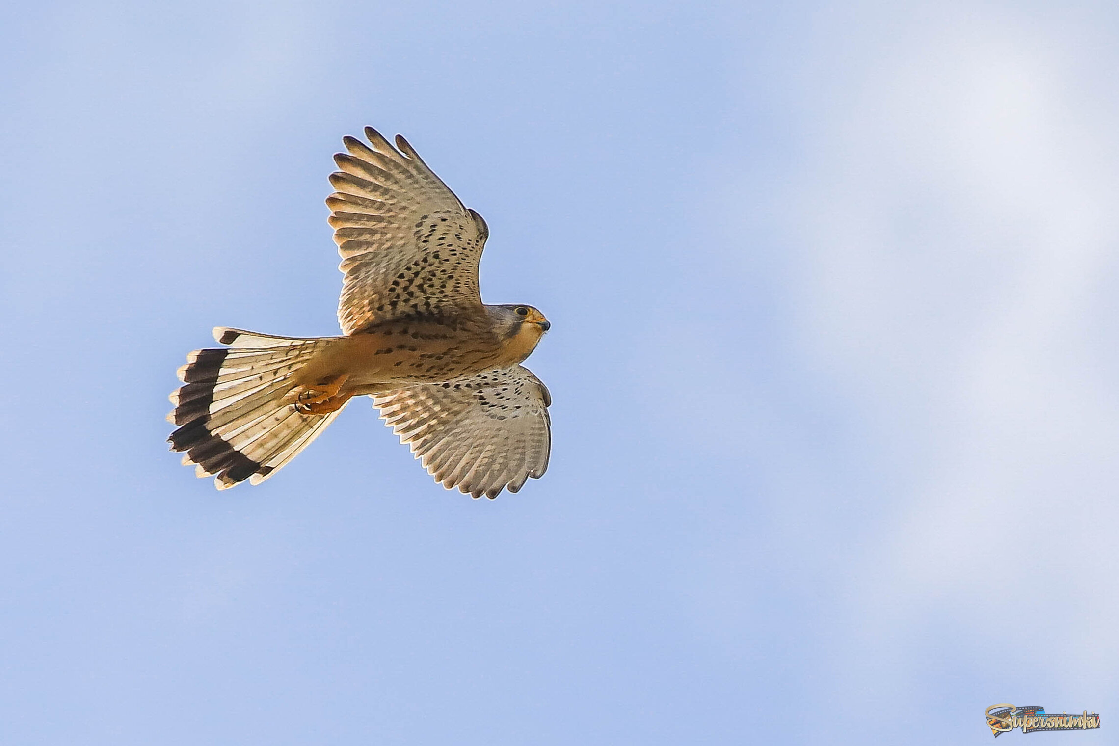 Свободный полёт