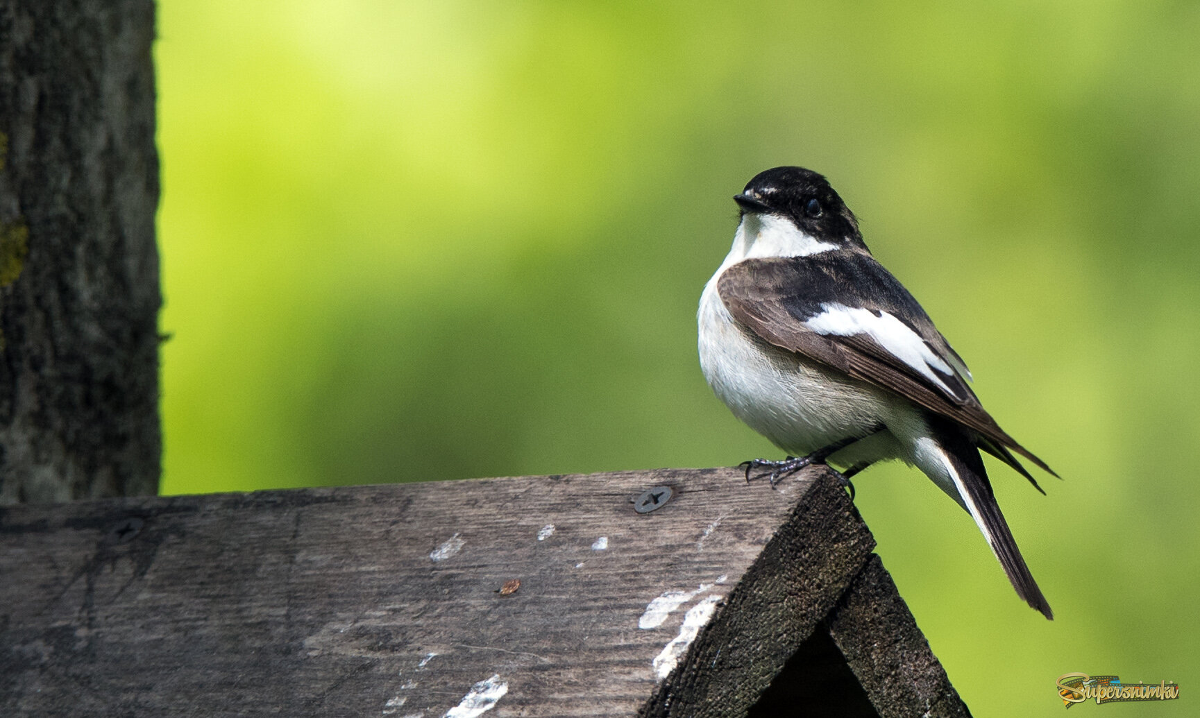 У мухоловки-пеструшки новый дом.
