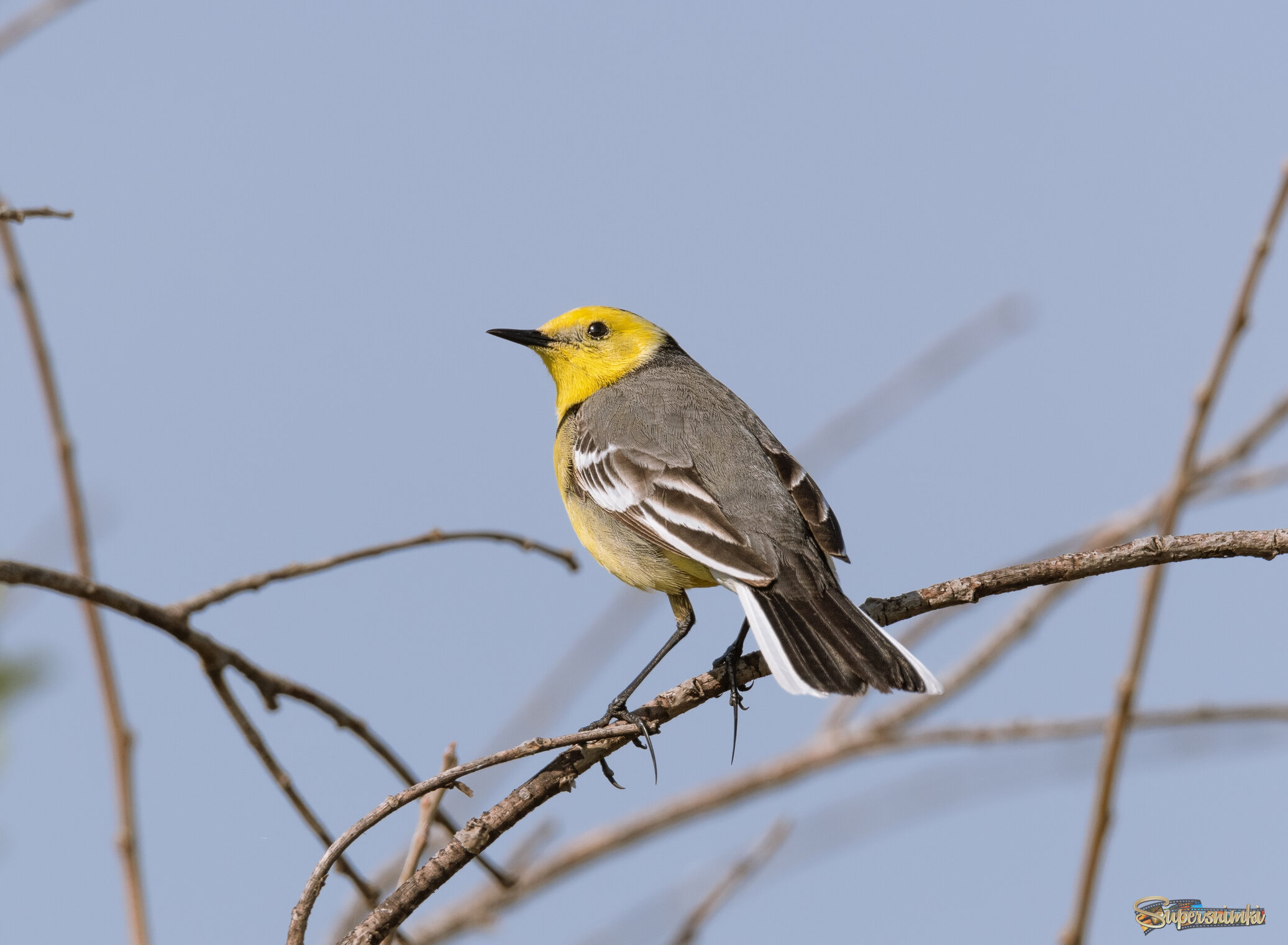 ЖЕЛТОГОЛОВИК