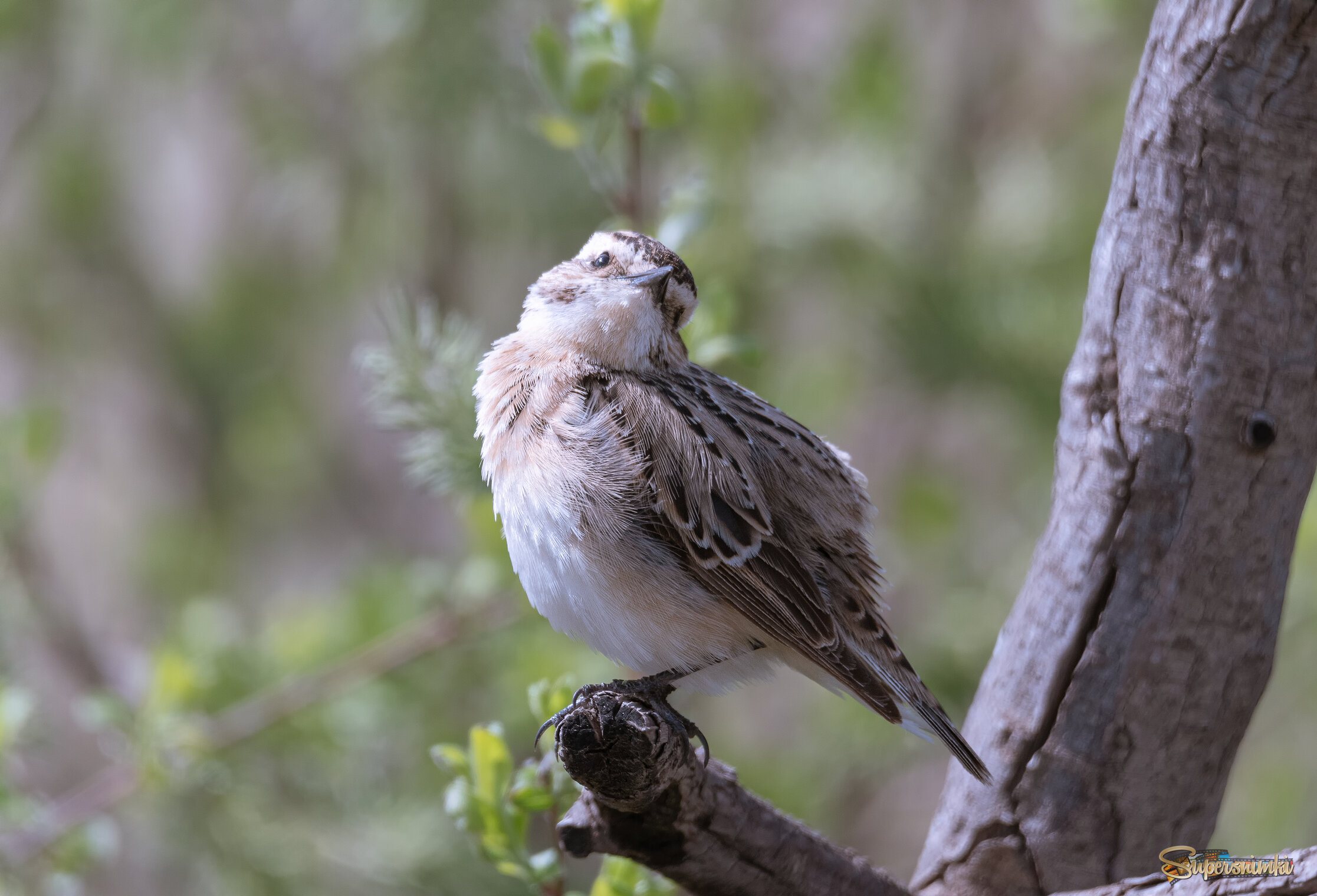 А Я ЕЩЁ ВОТ ТАК УМЕЮ!  )