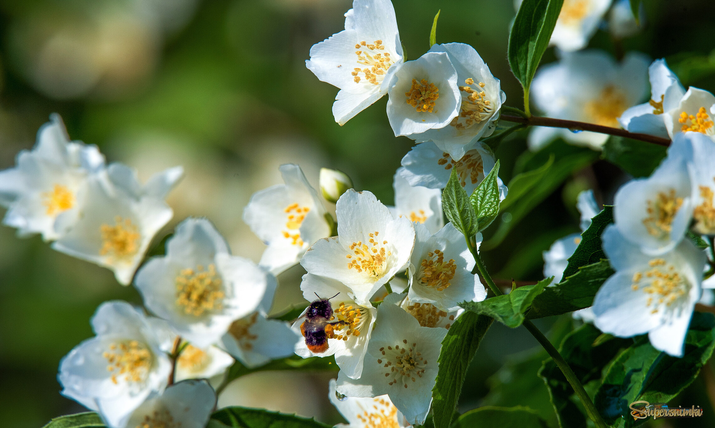 Пора цветения.