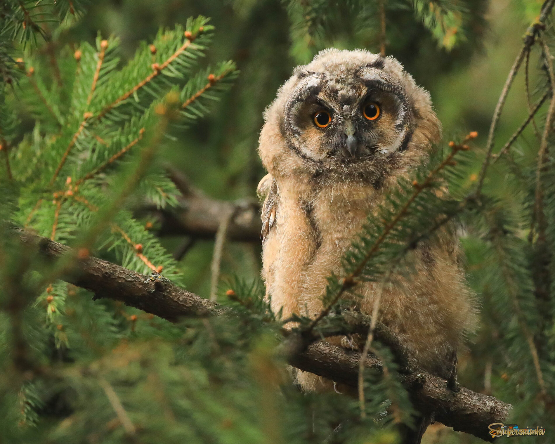 У меня уже ушки начали расти! 