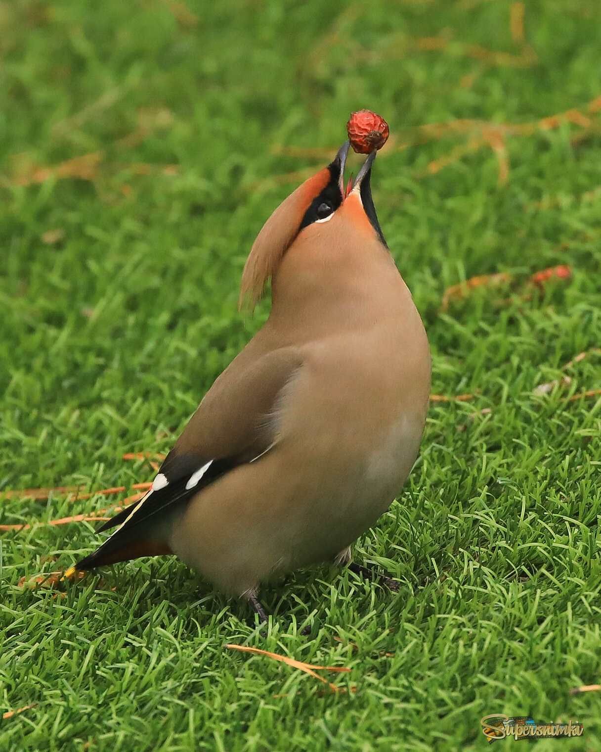 Коронный номер