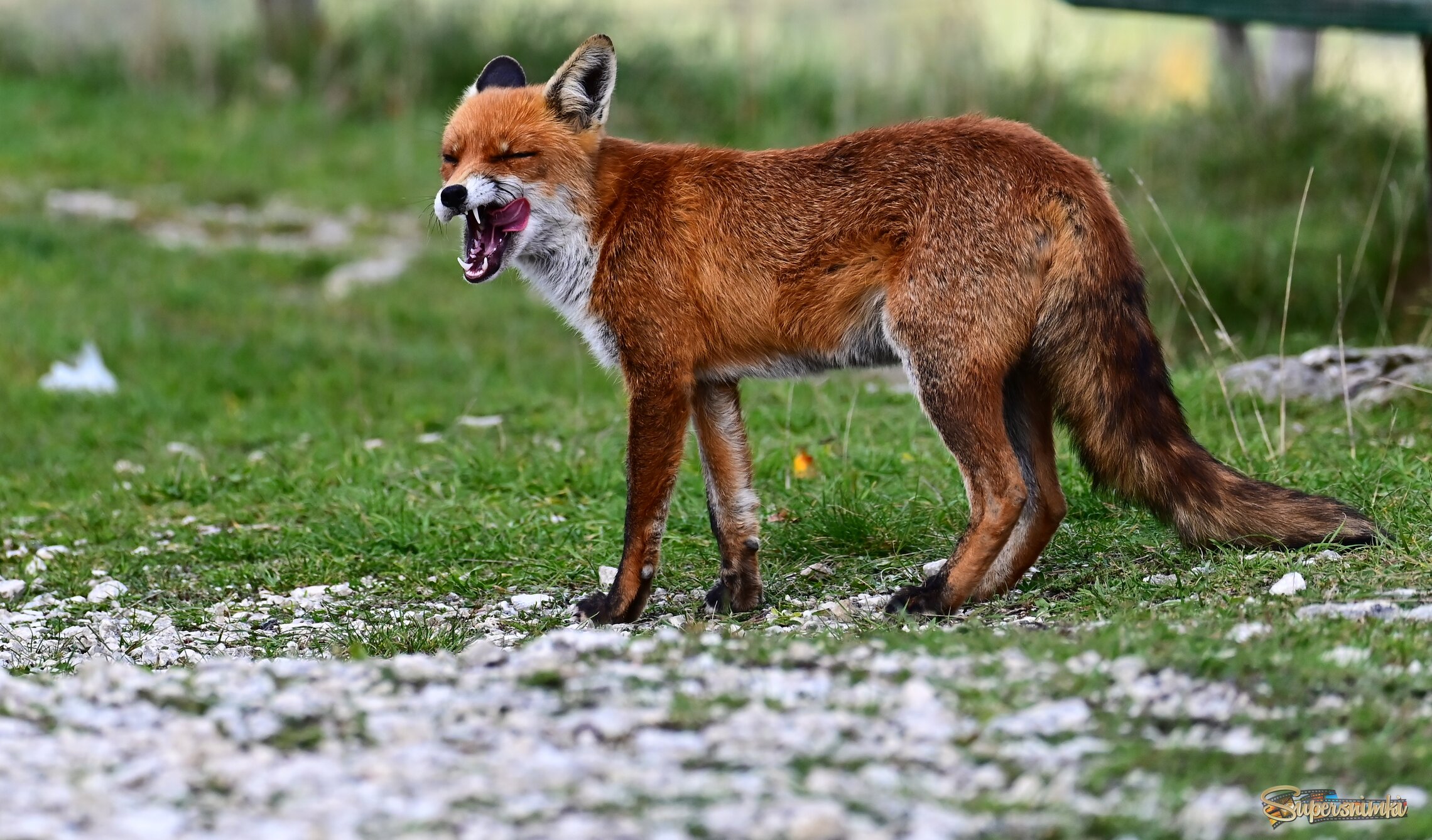 Хитрая рожица 