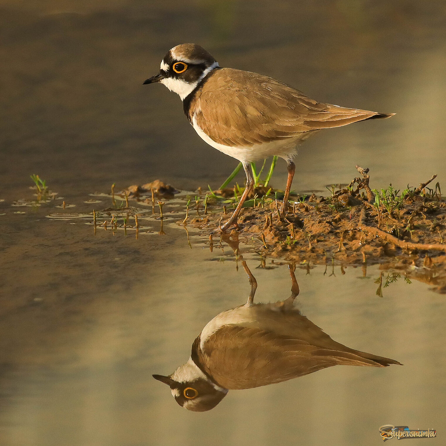 Истинная красота не требует жертв )))