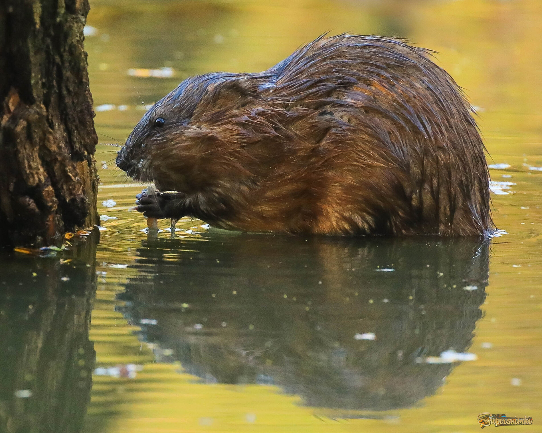 Ондатра за обедом