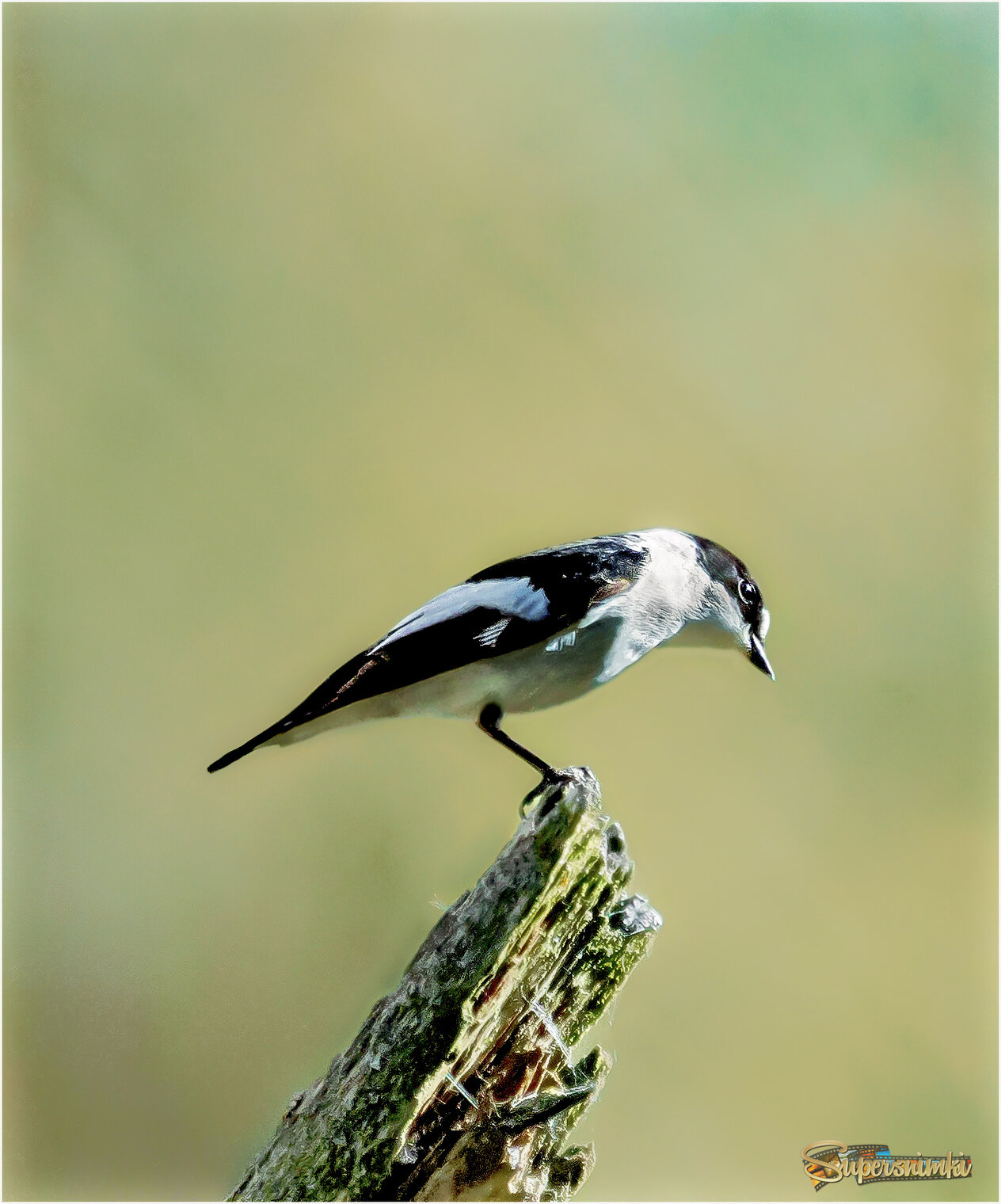 БЕЛОГОРЛАЯ МУХОЛОВКА