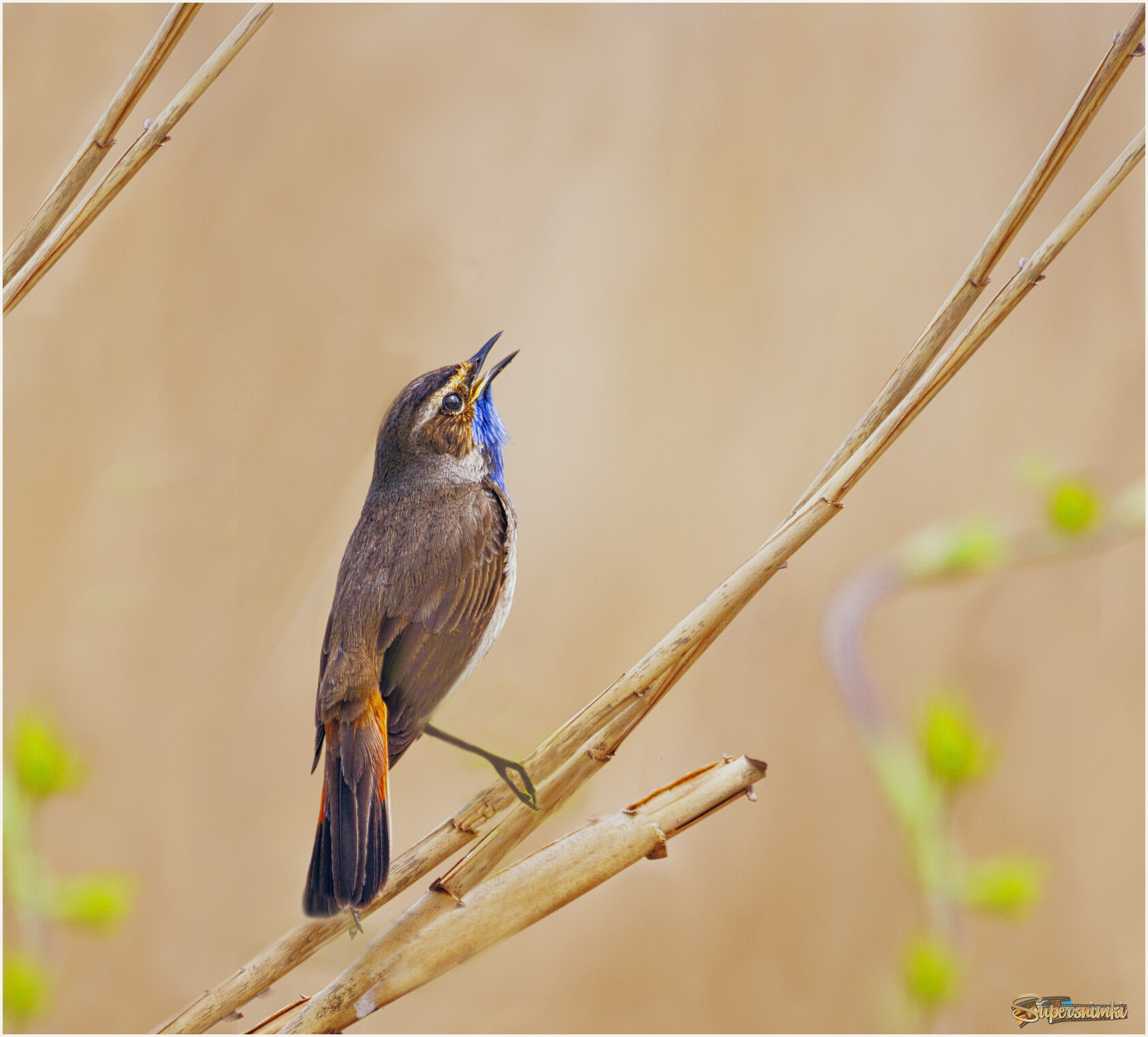 ВАРАКУШКА+ВЕСНА...