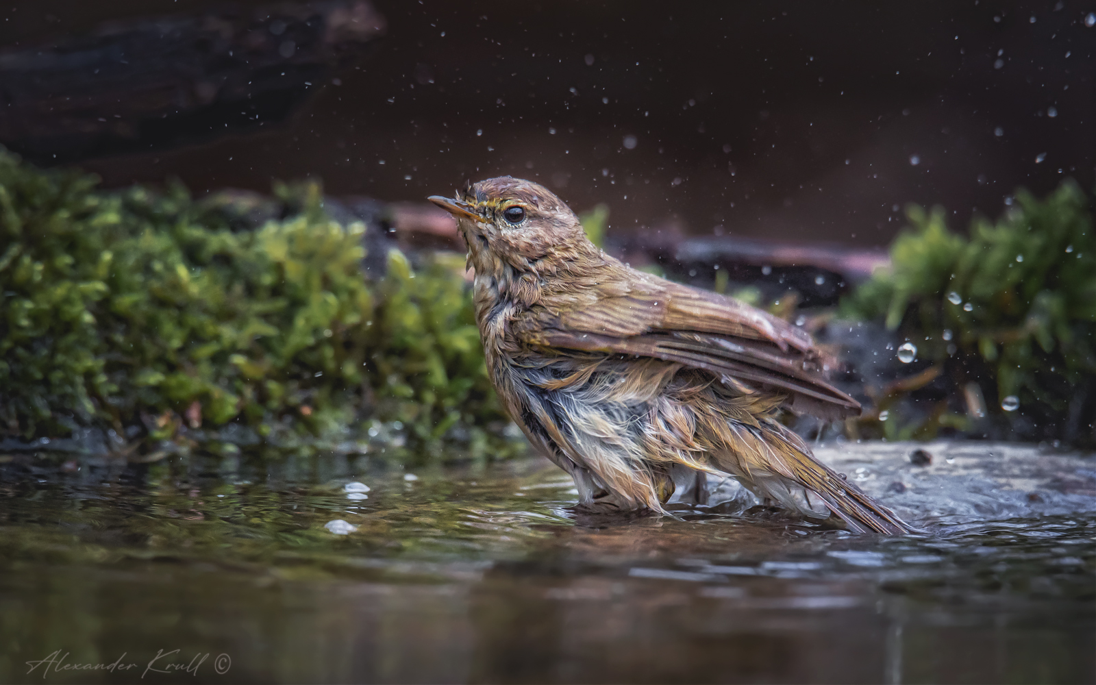 На лесной купальне