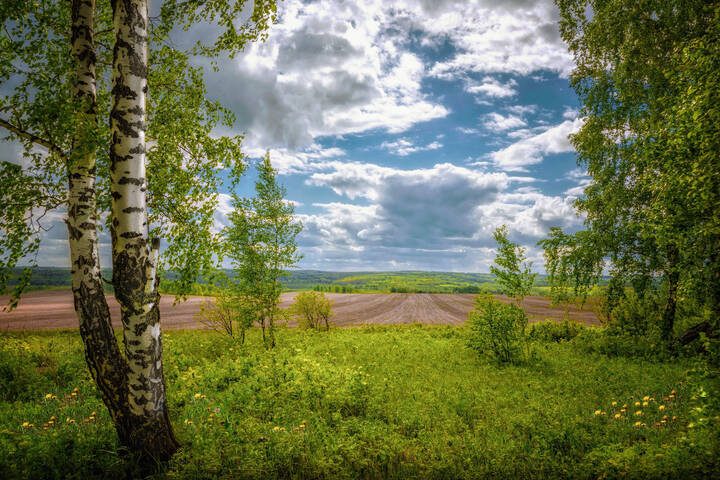 Майский полдень