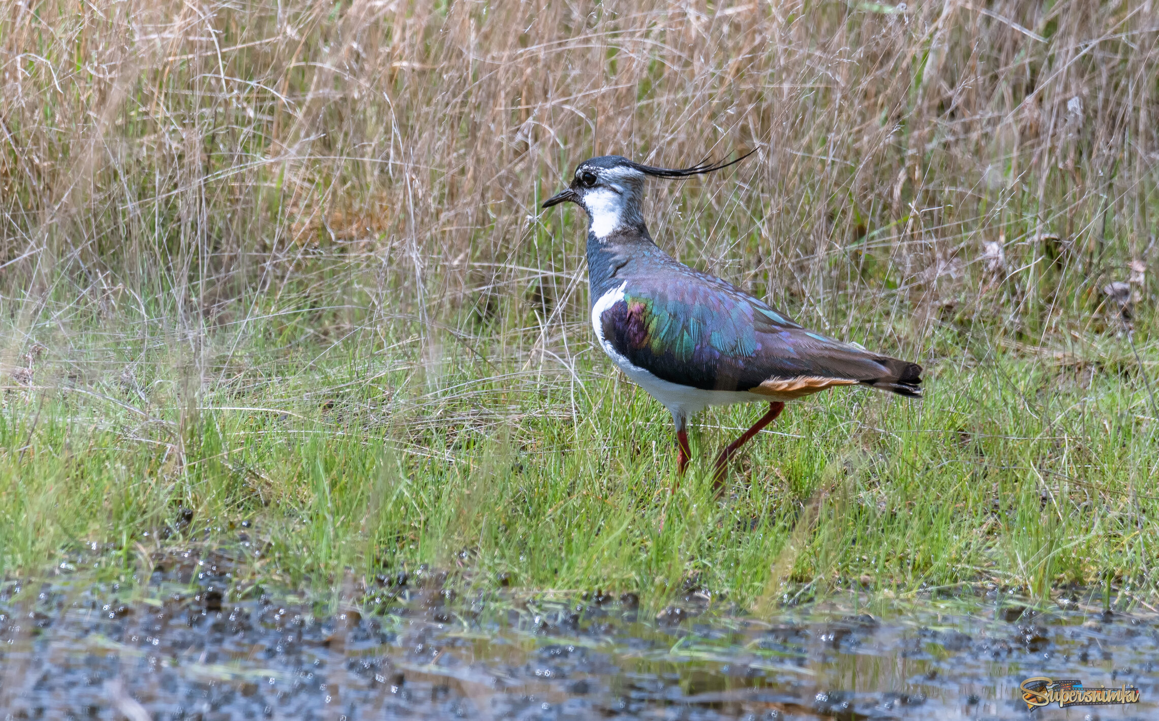КАК НА ПАРАДЕ