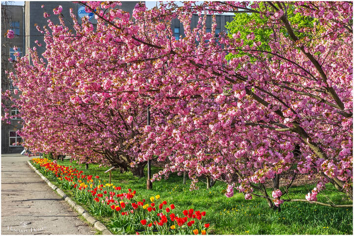 В аромате сакуры