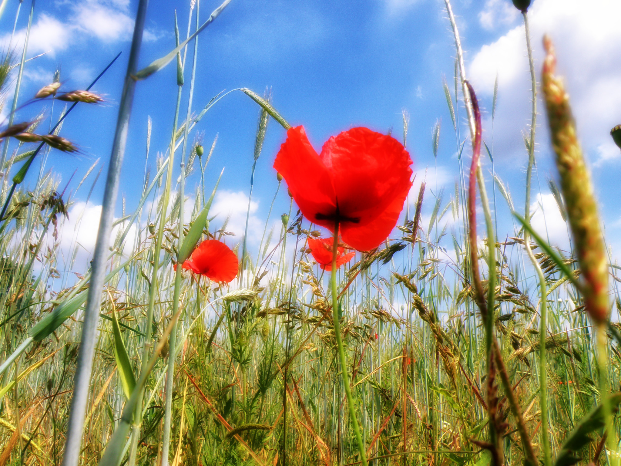 Полевые маки.