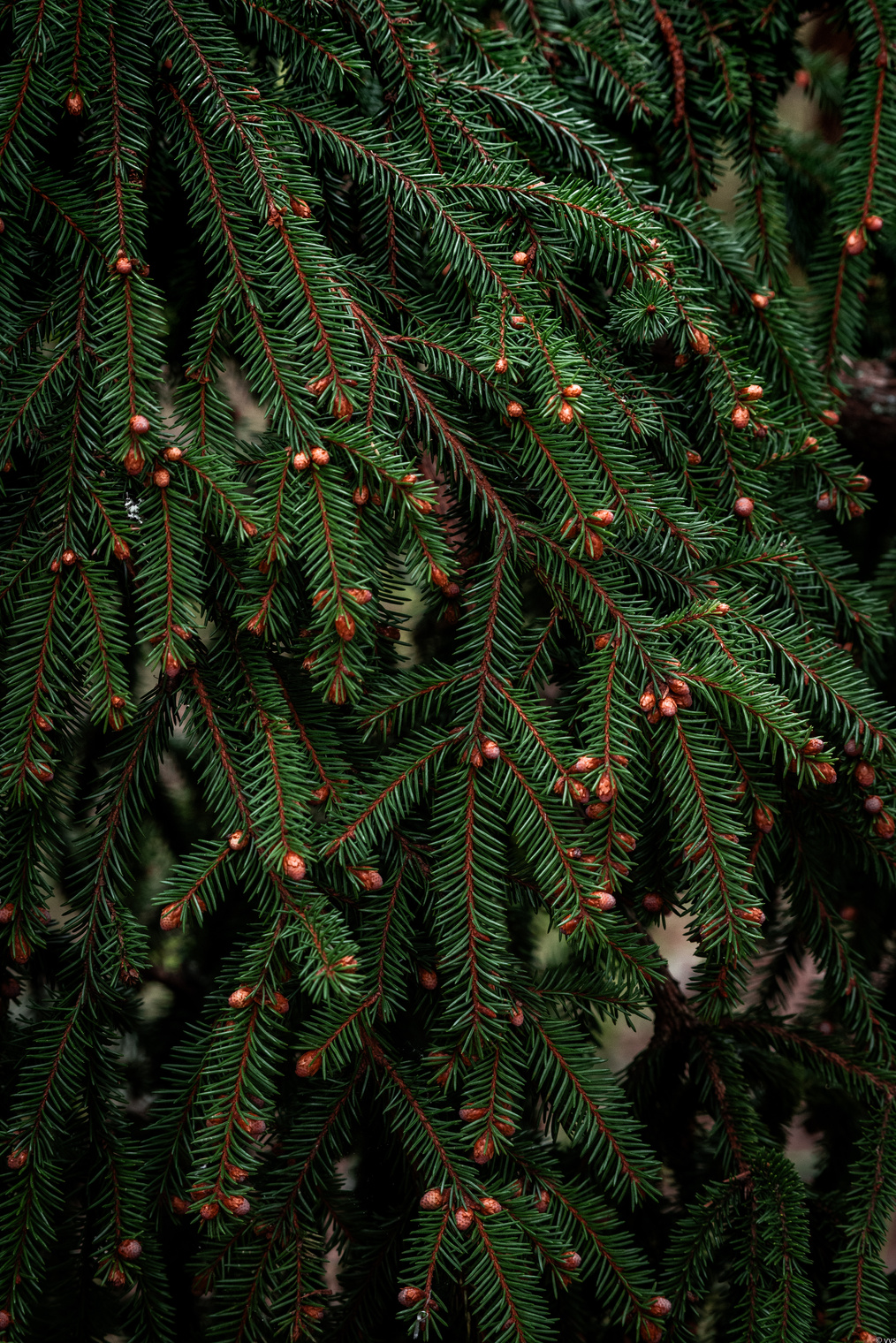 Ах, у ели, ах, у ёлки, не осыпались иголки.