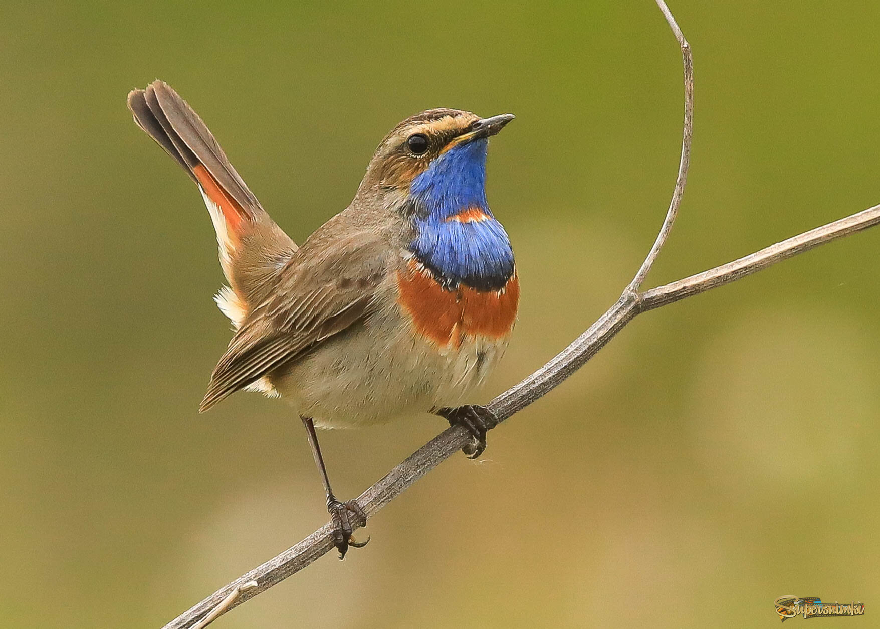 Почему бы не покрасоваться?