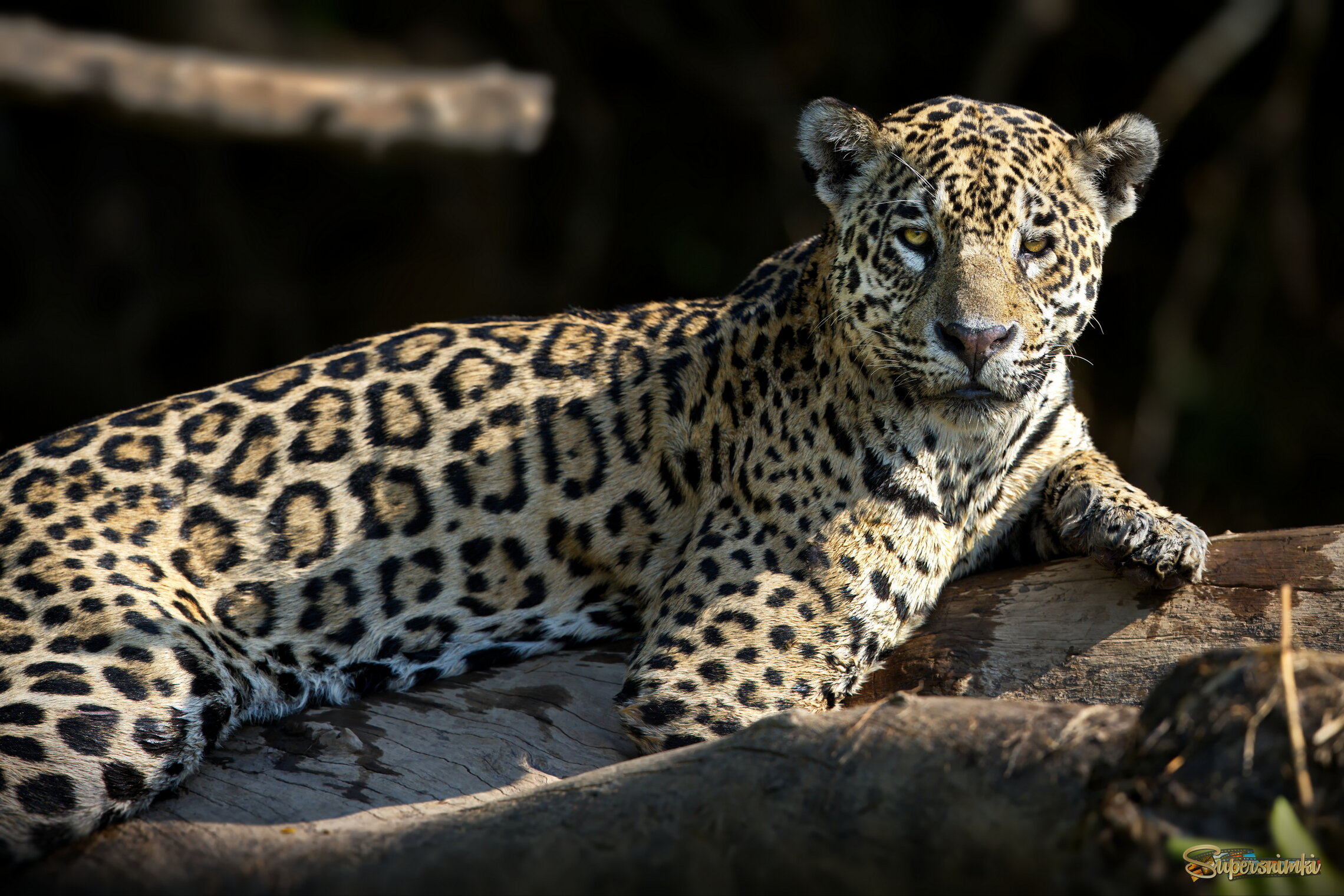 Да ягуар я, а не леопард!)