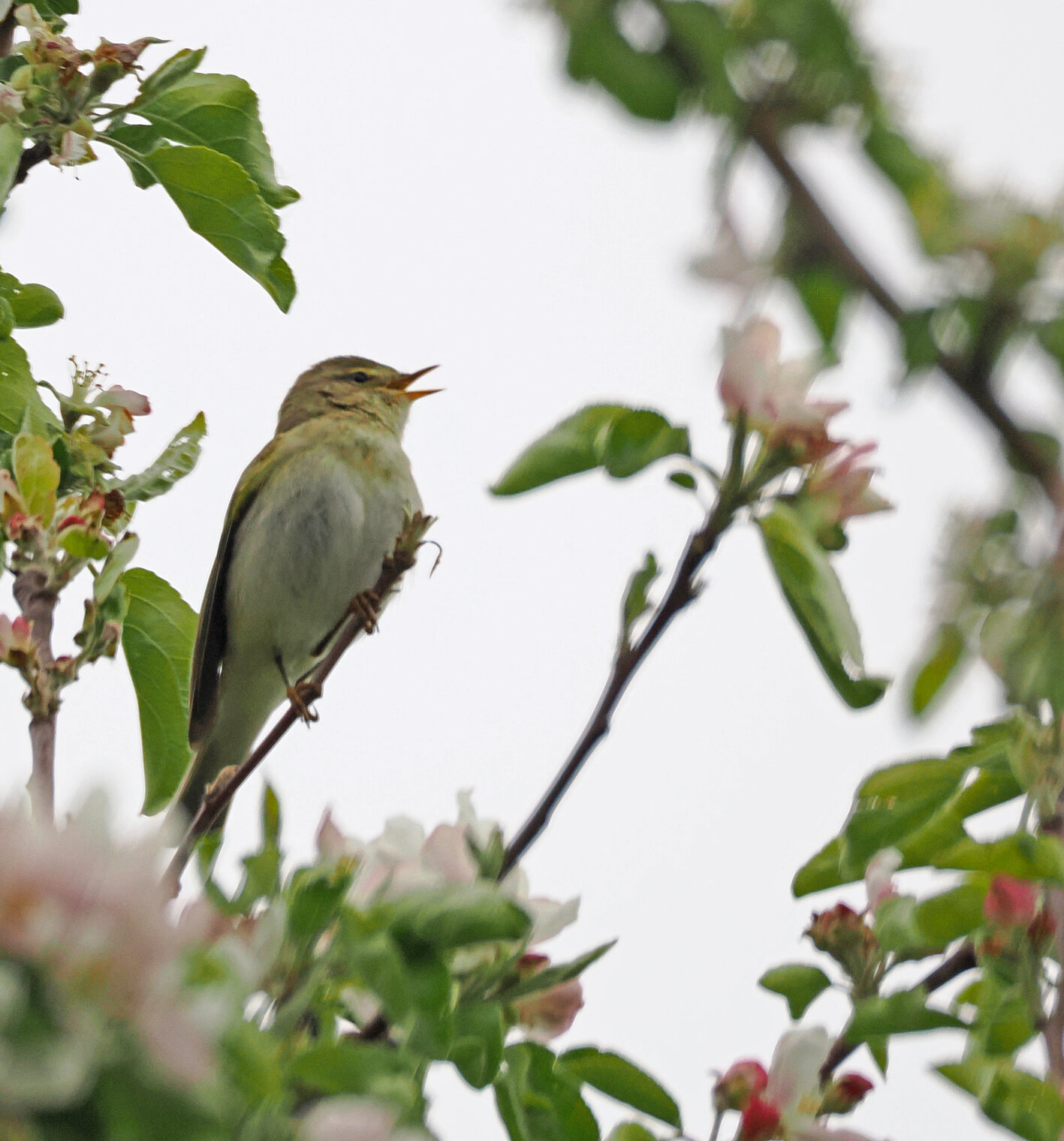 Пеночка-весничка.