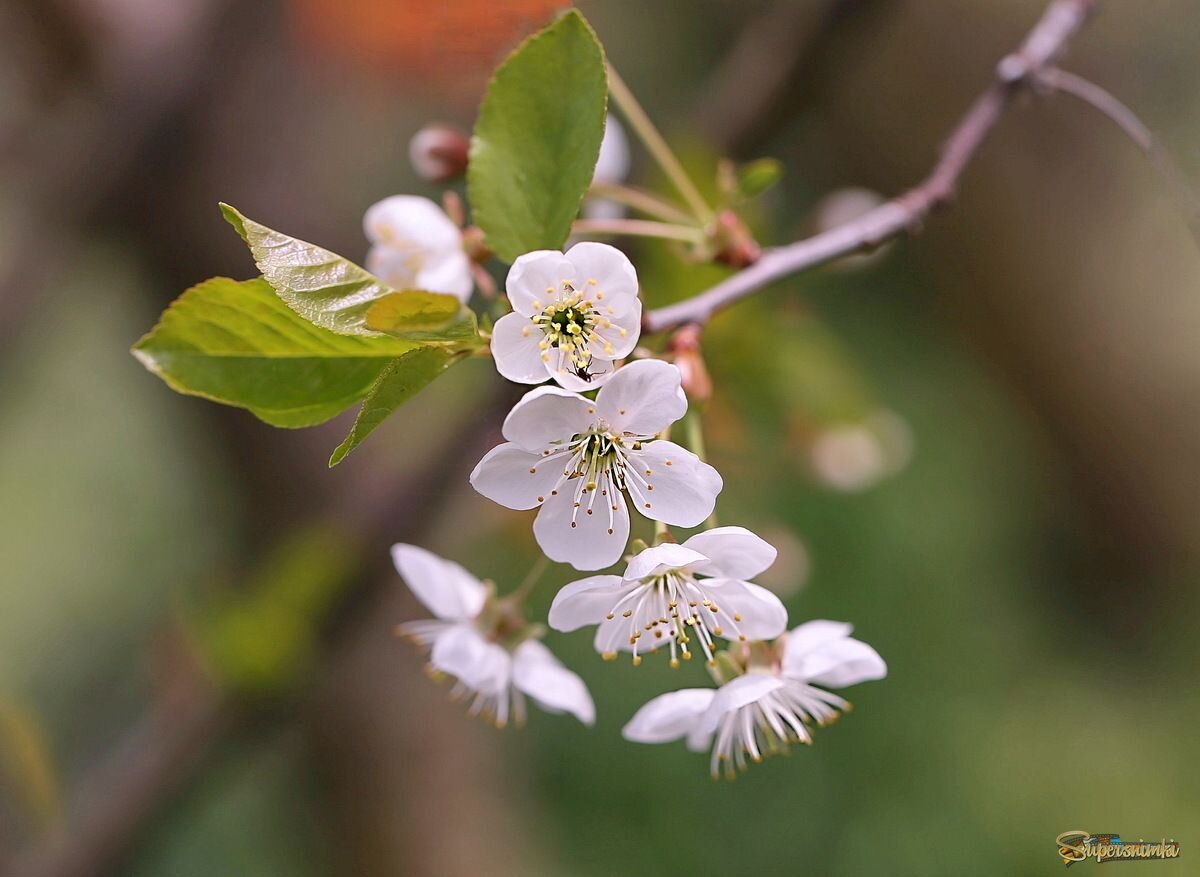 Когда цветет вишня