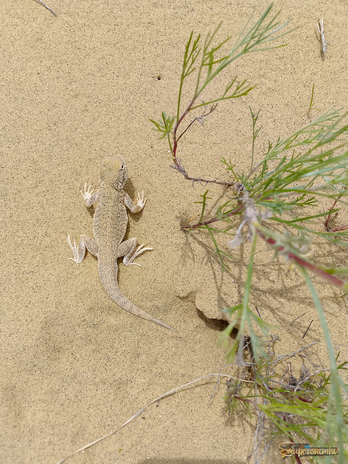 Жители пустынь