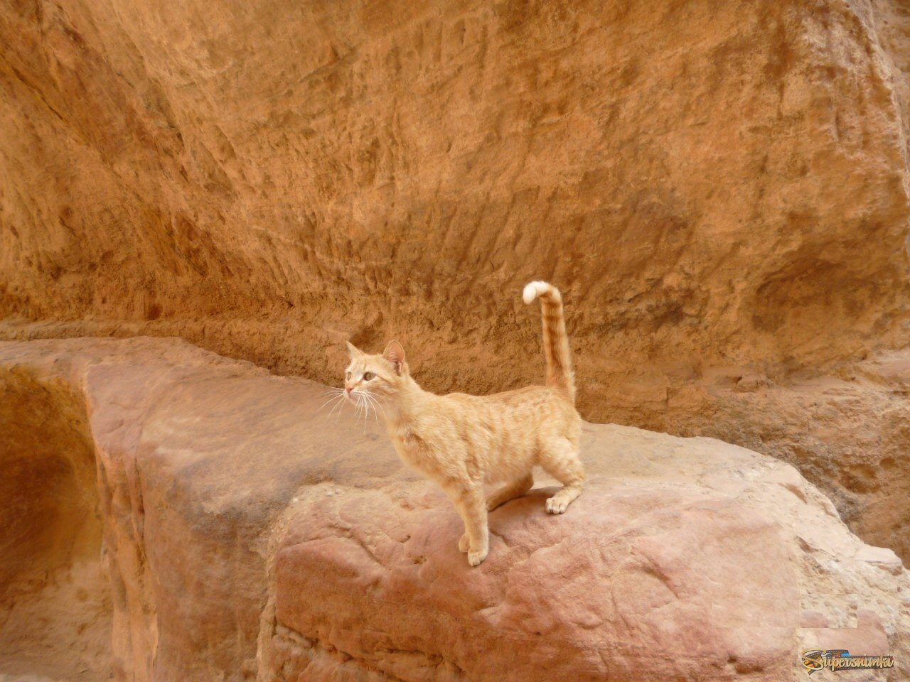 В лабиринтах города Петра