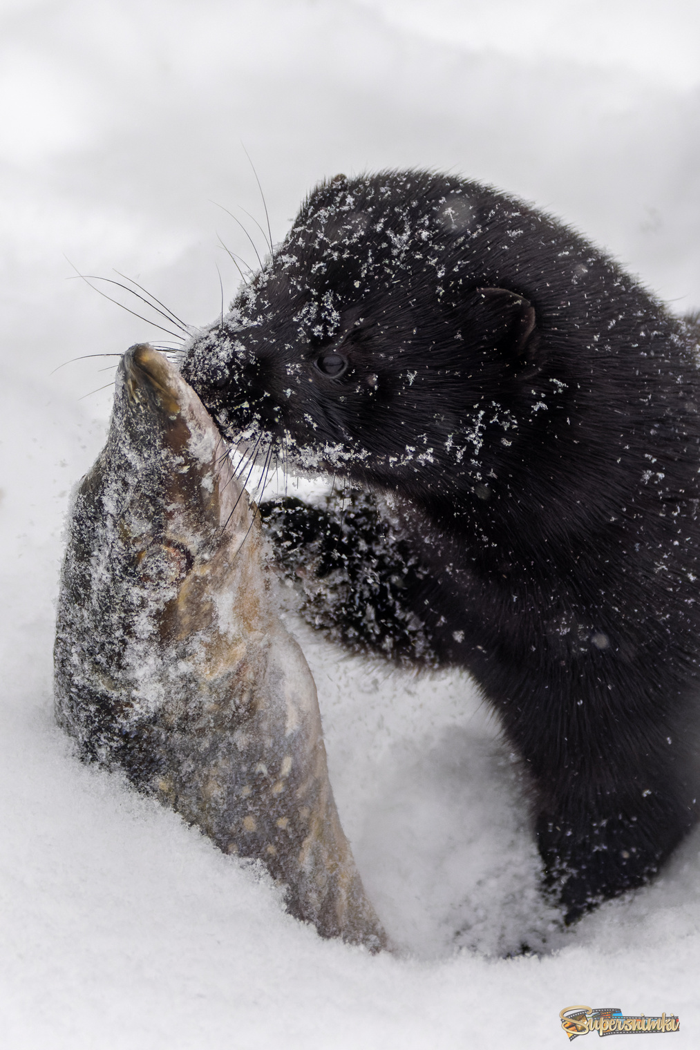 Зимняя рыбалка