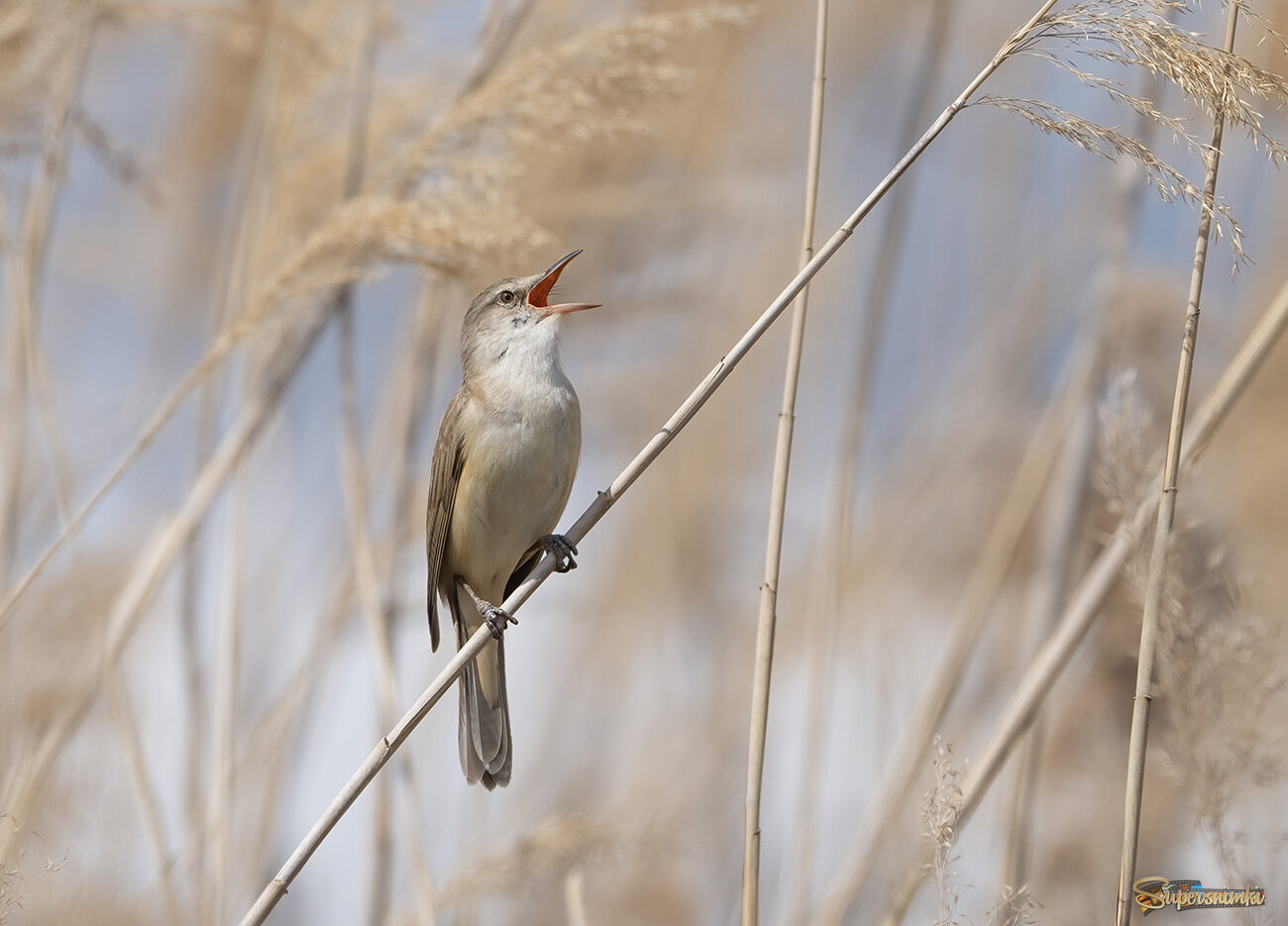 Дроздовидная камышевка
