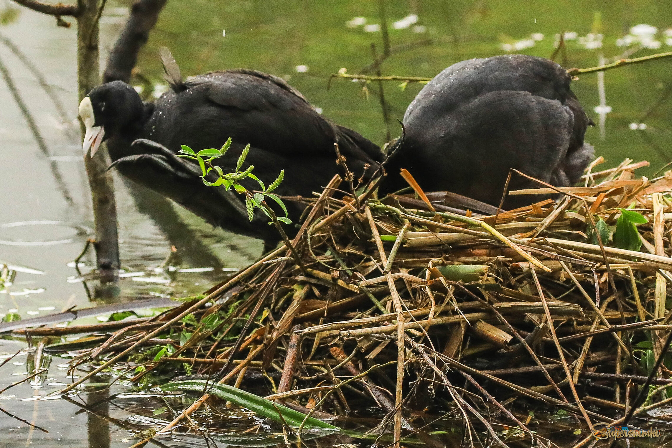 Смена караула
