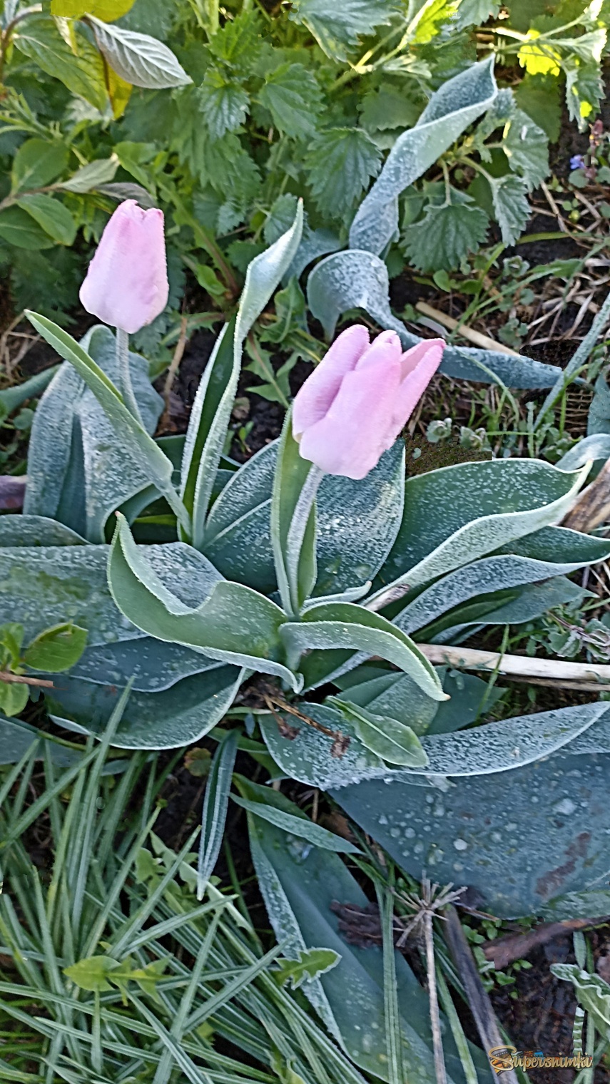 Проказы мая