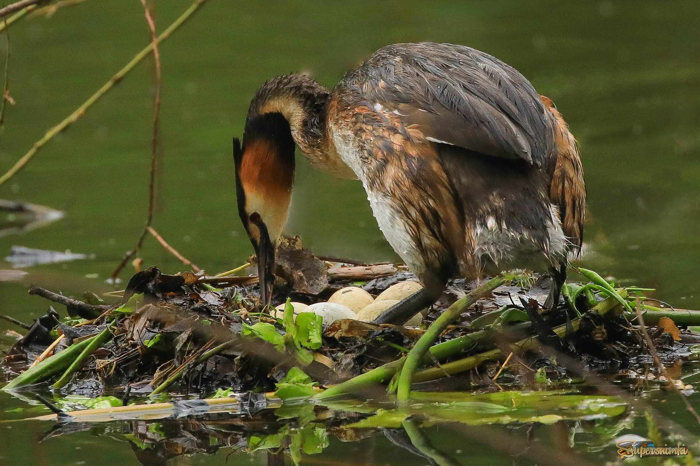Вот они! Все пять бесценных!