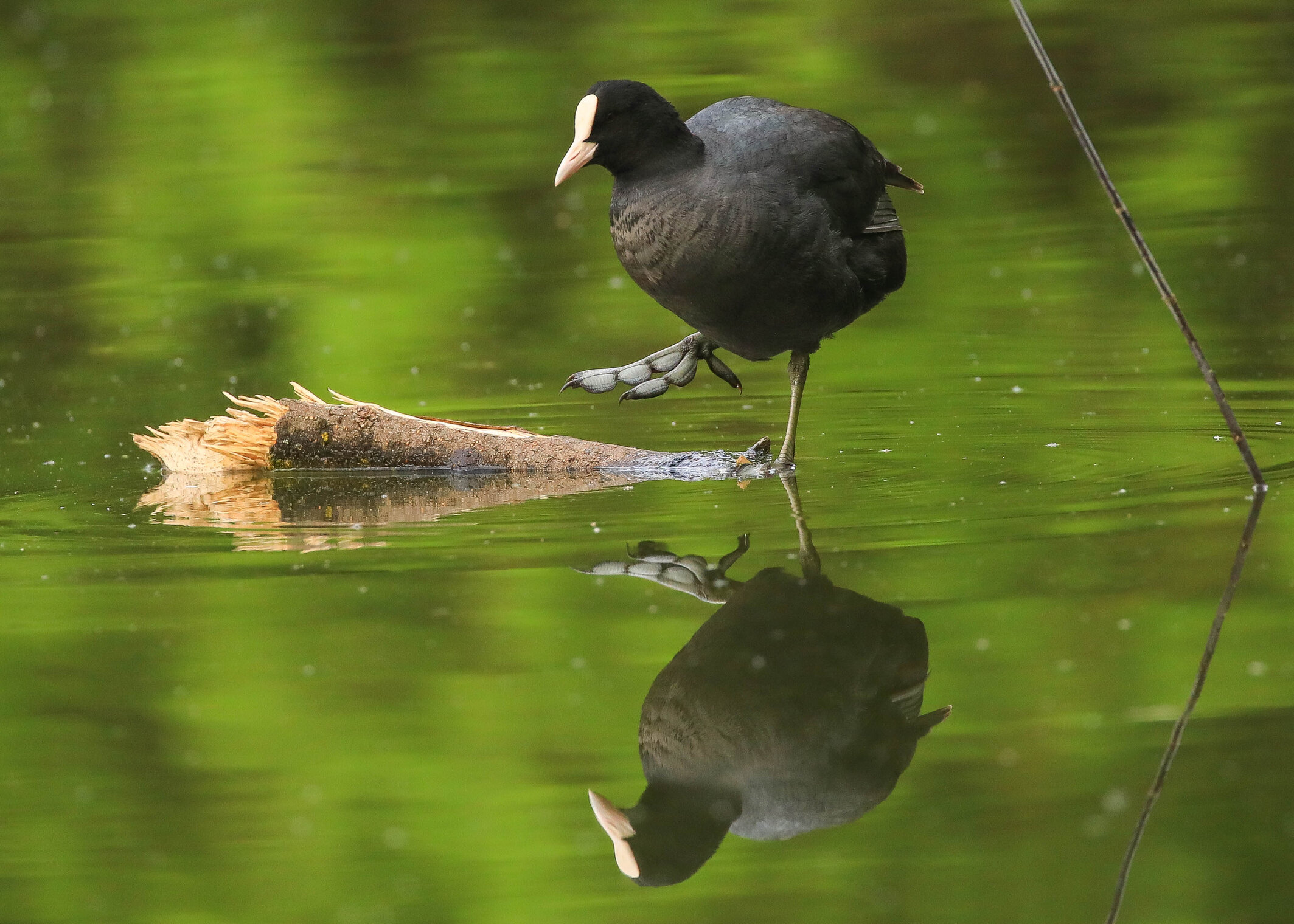 На бревне под дождем