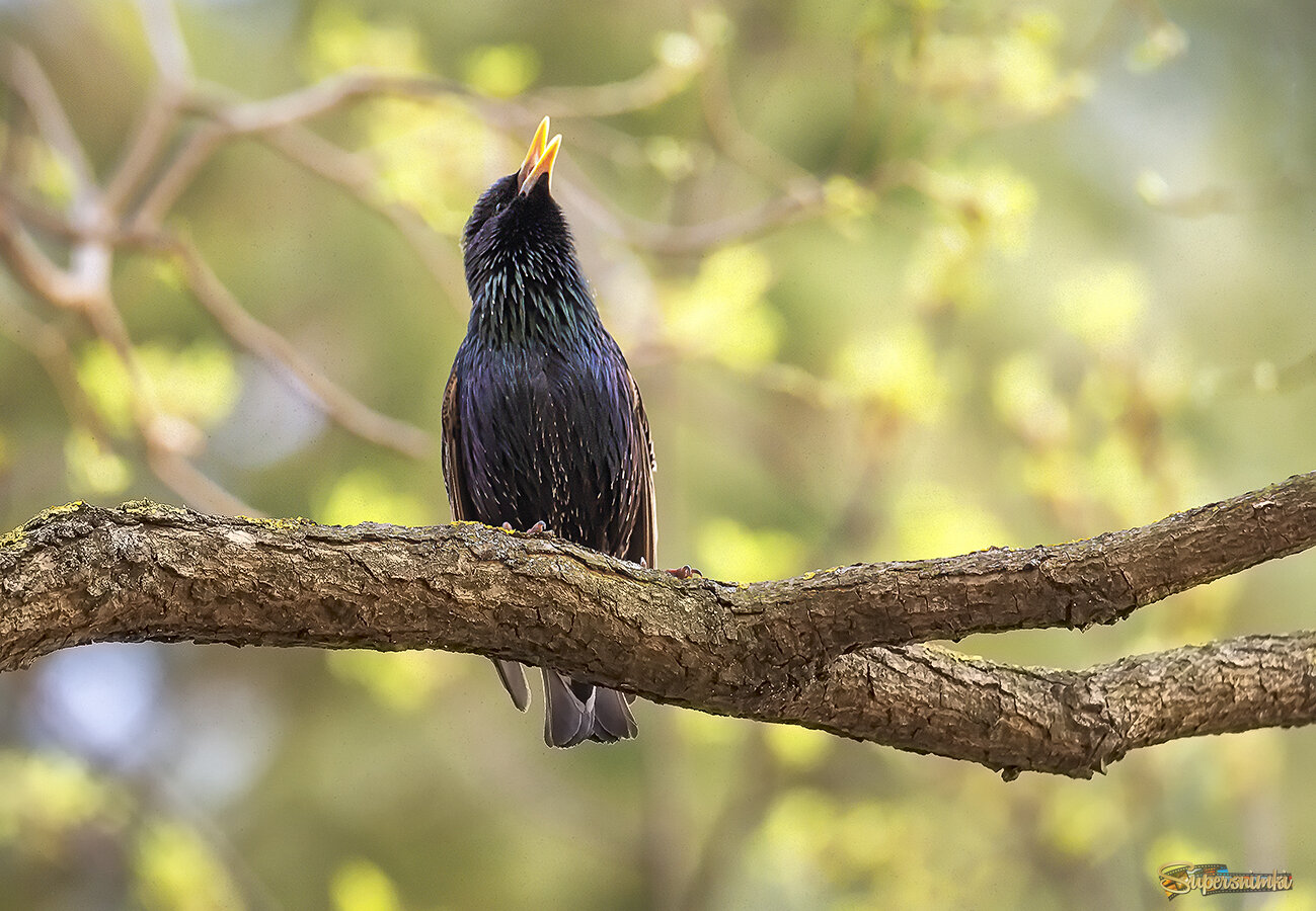 Чёрный скворец