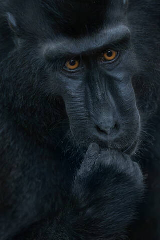 Macaca  Nigra