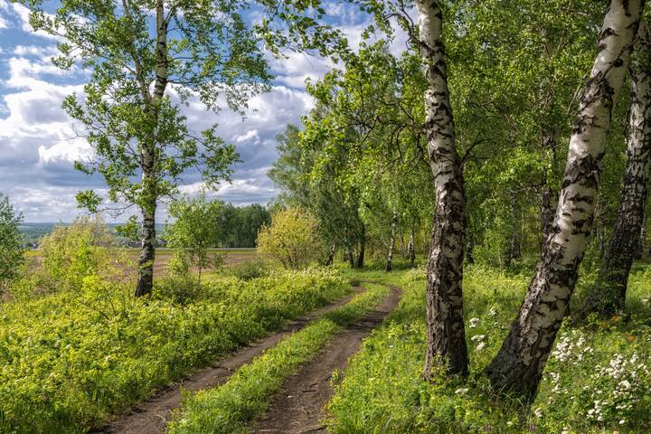 В майском лесу