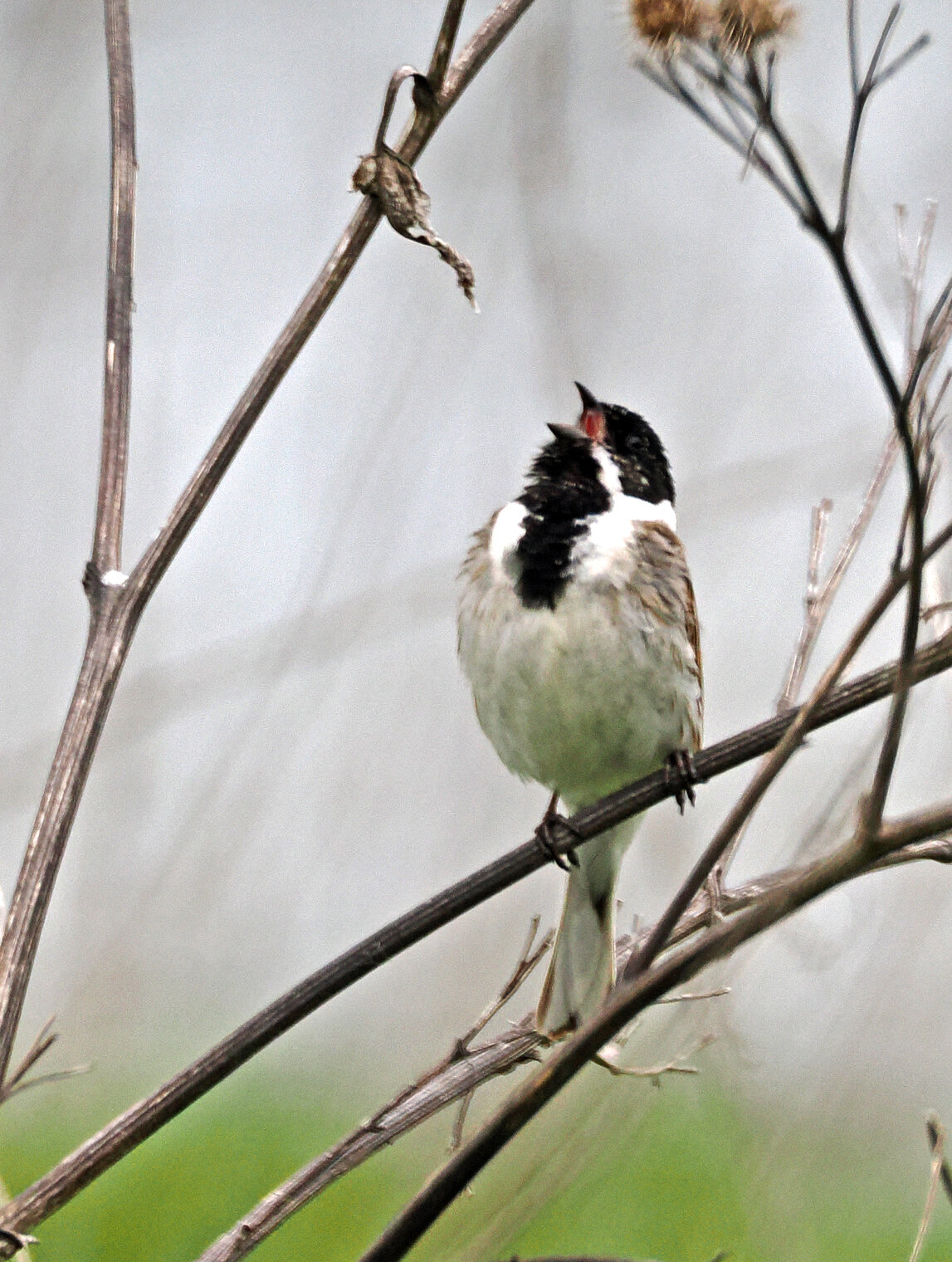 Тростниковая овсянка.