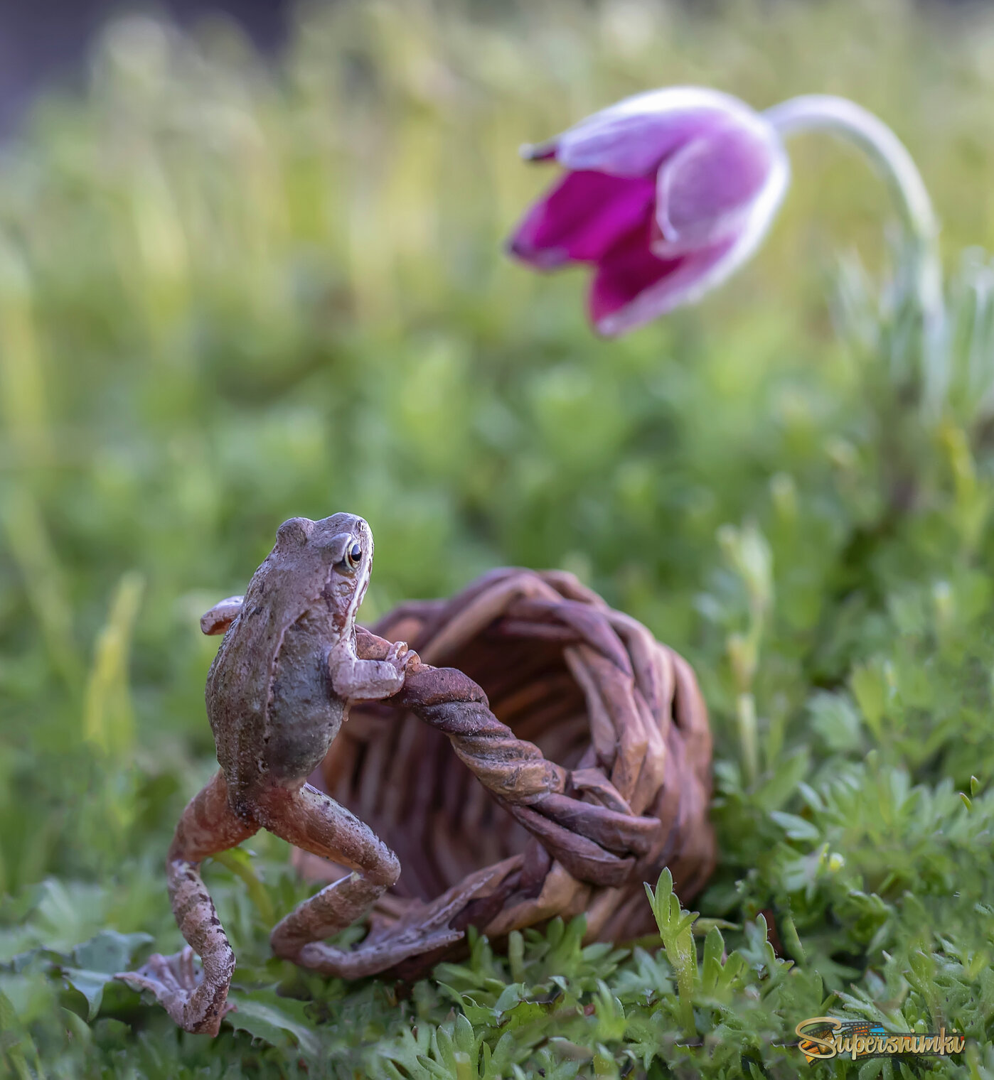 Очарованная...