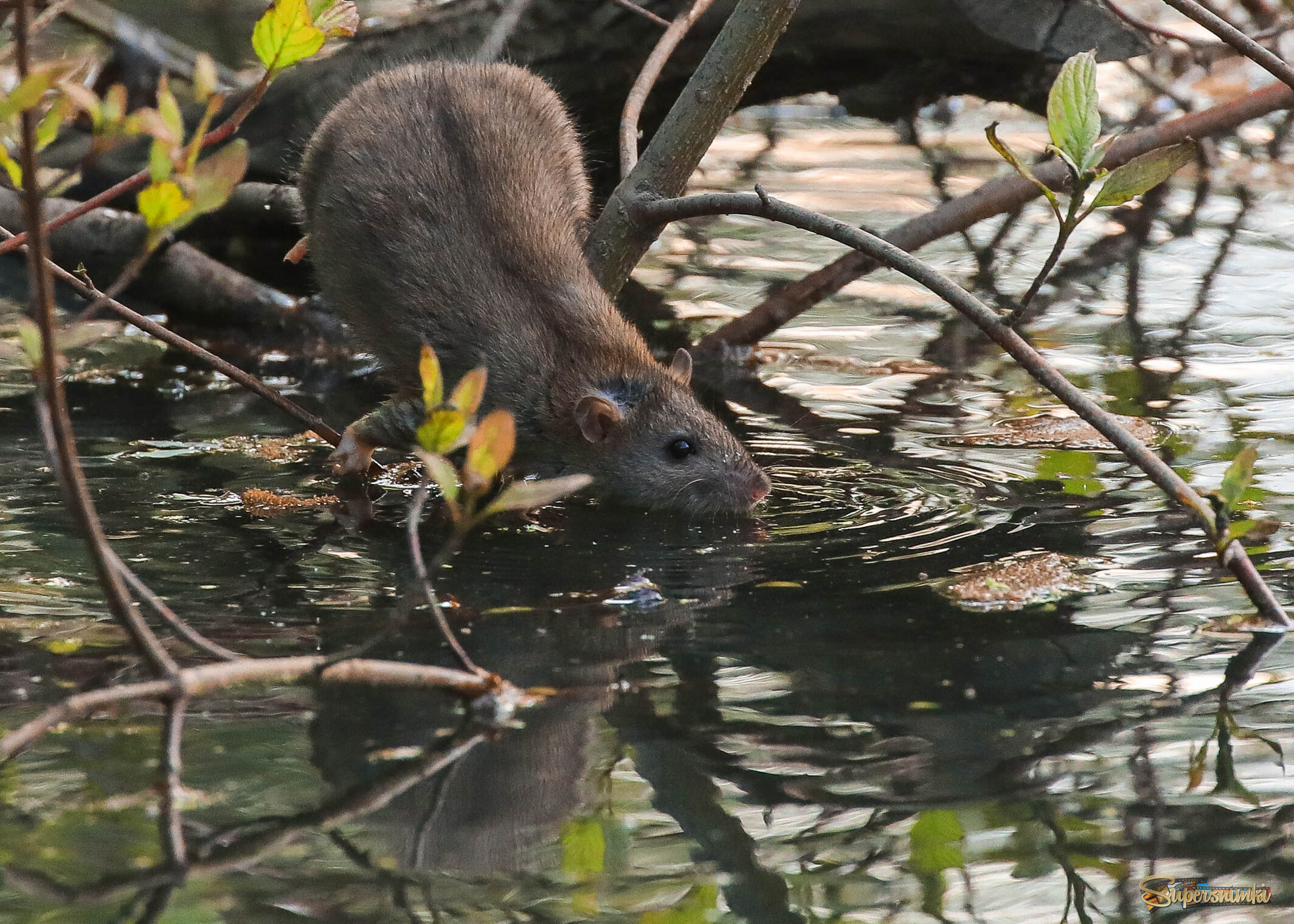 Пить хочется