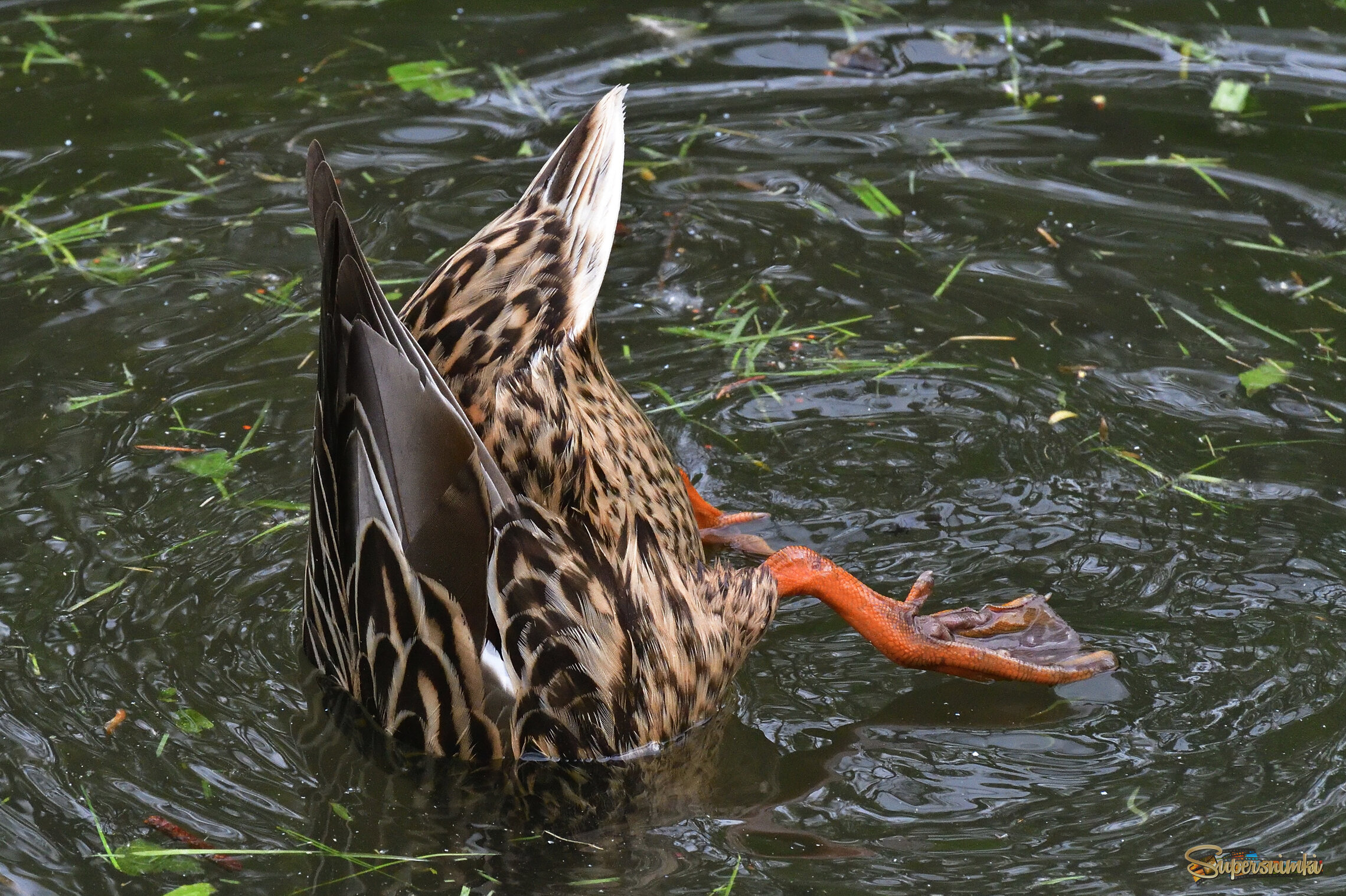 6824dcafa90fd830c55bc2d7