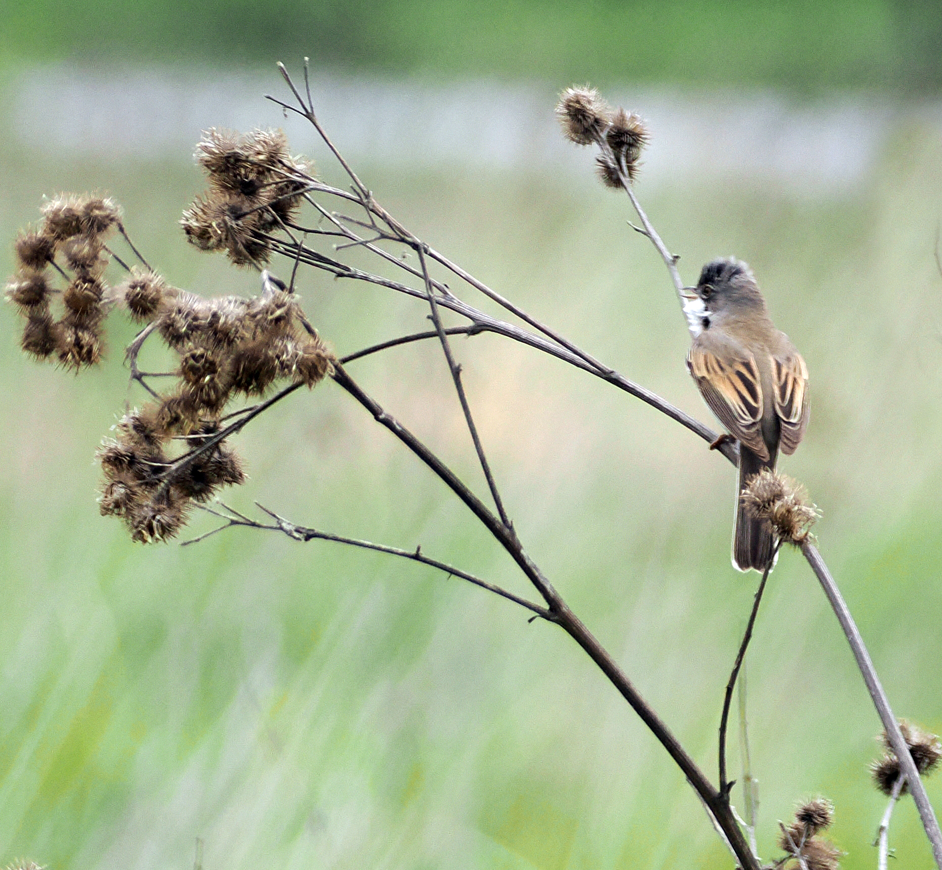 Серая славка.